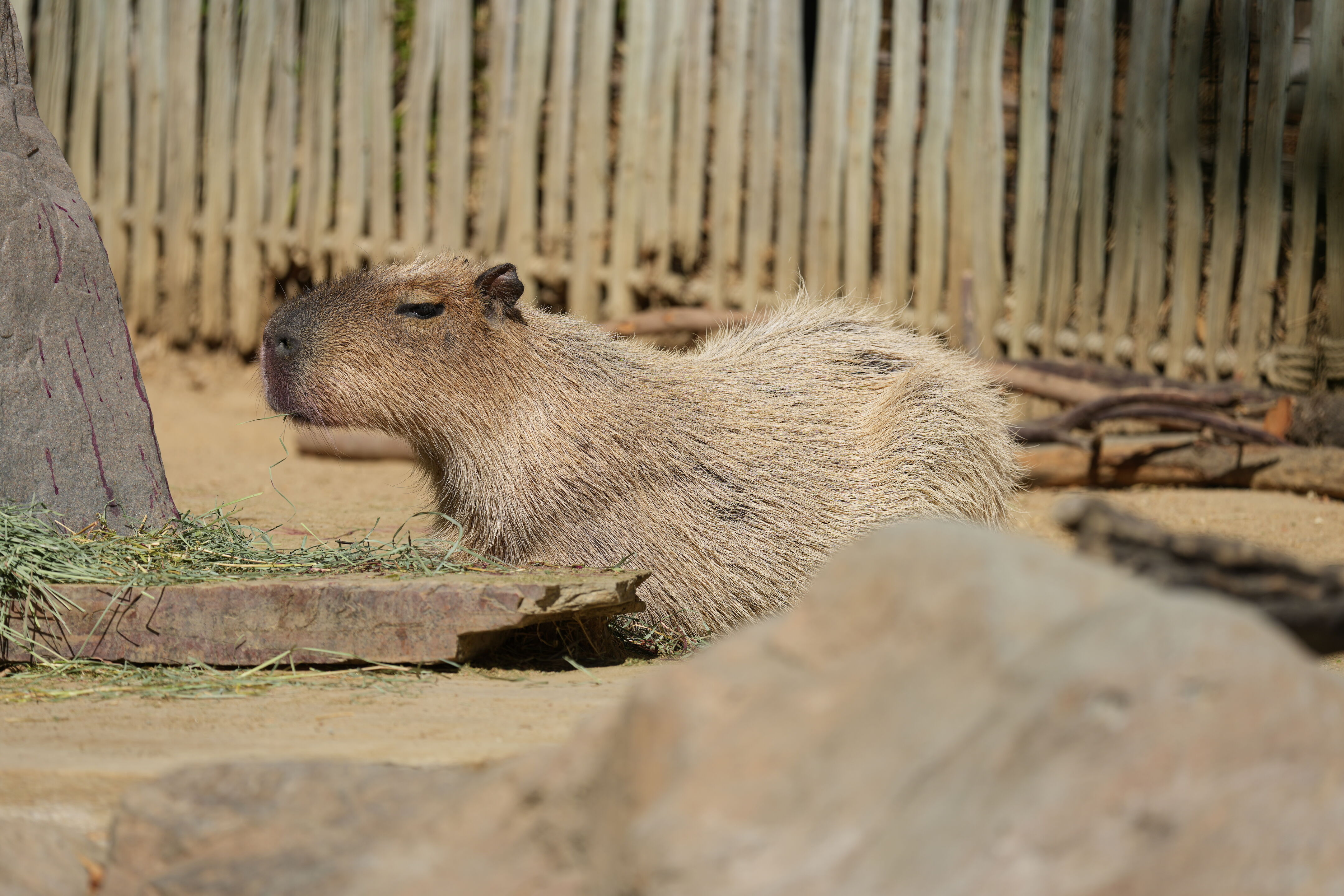 Happy Hollow Park and Zoo