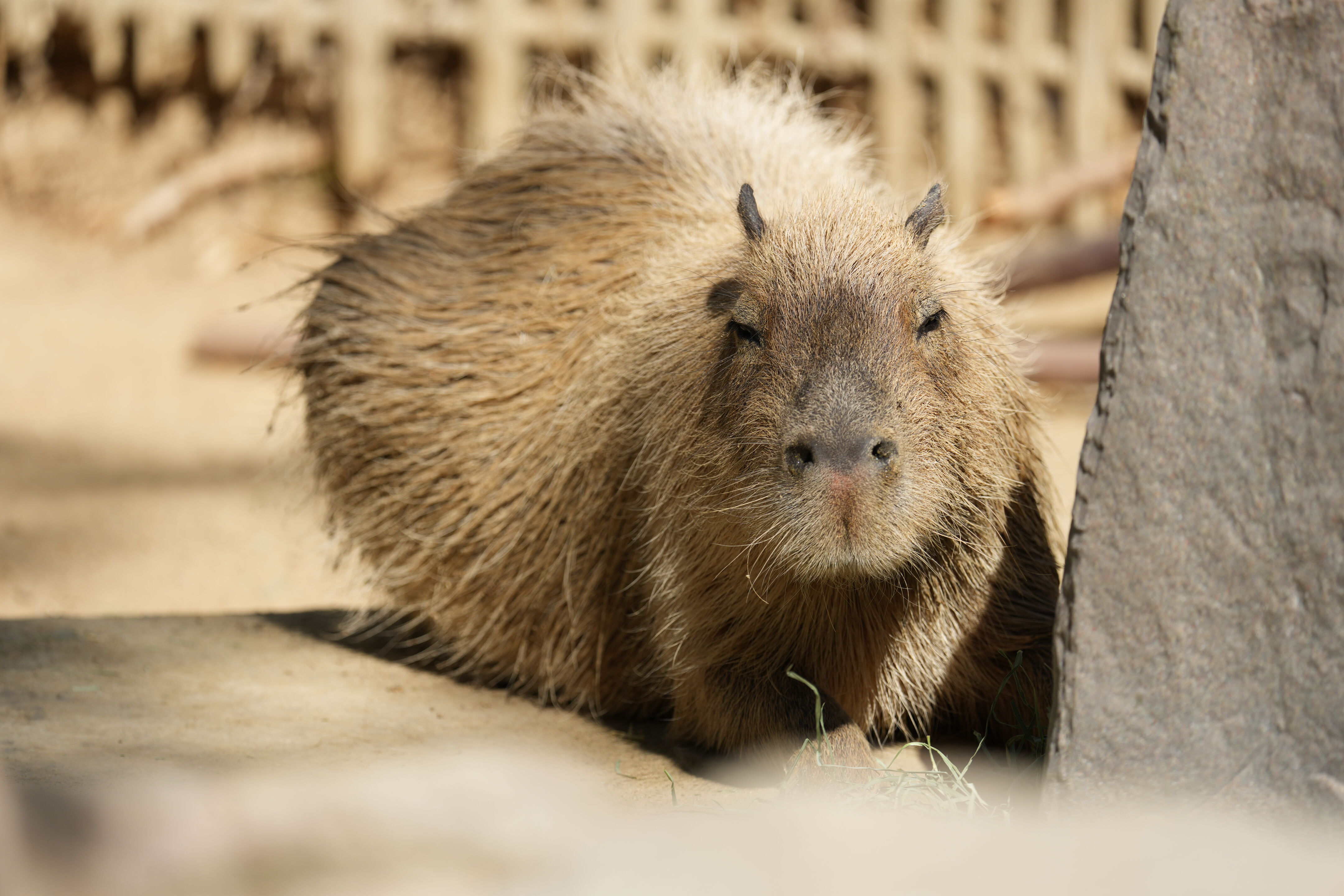 Happy Hollow Park and Zoo