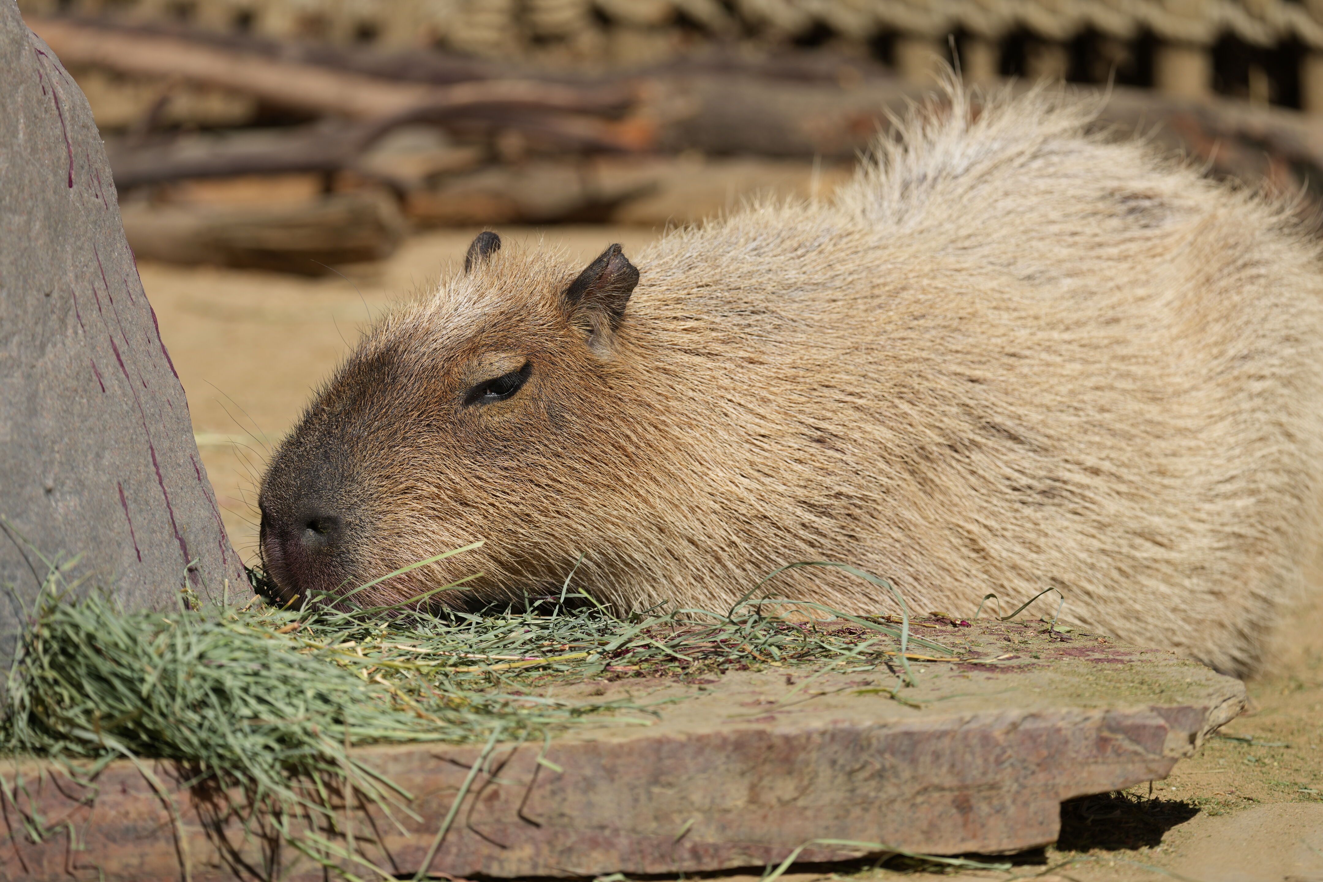 Happy Hollow Park and Zoo