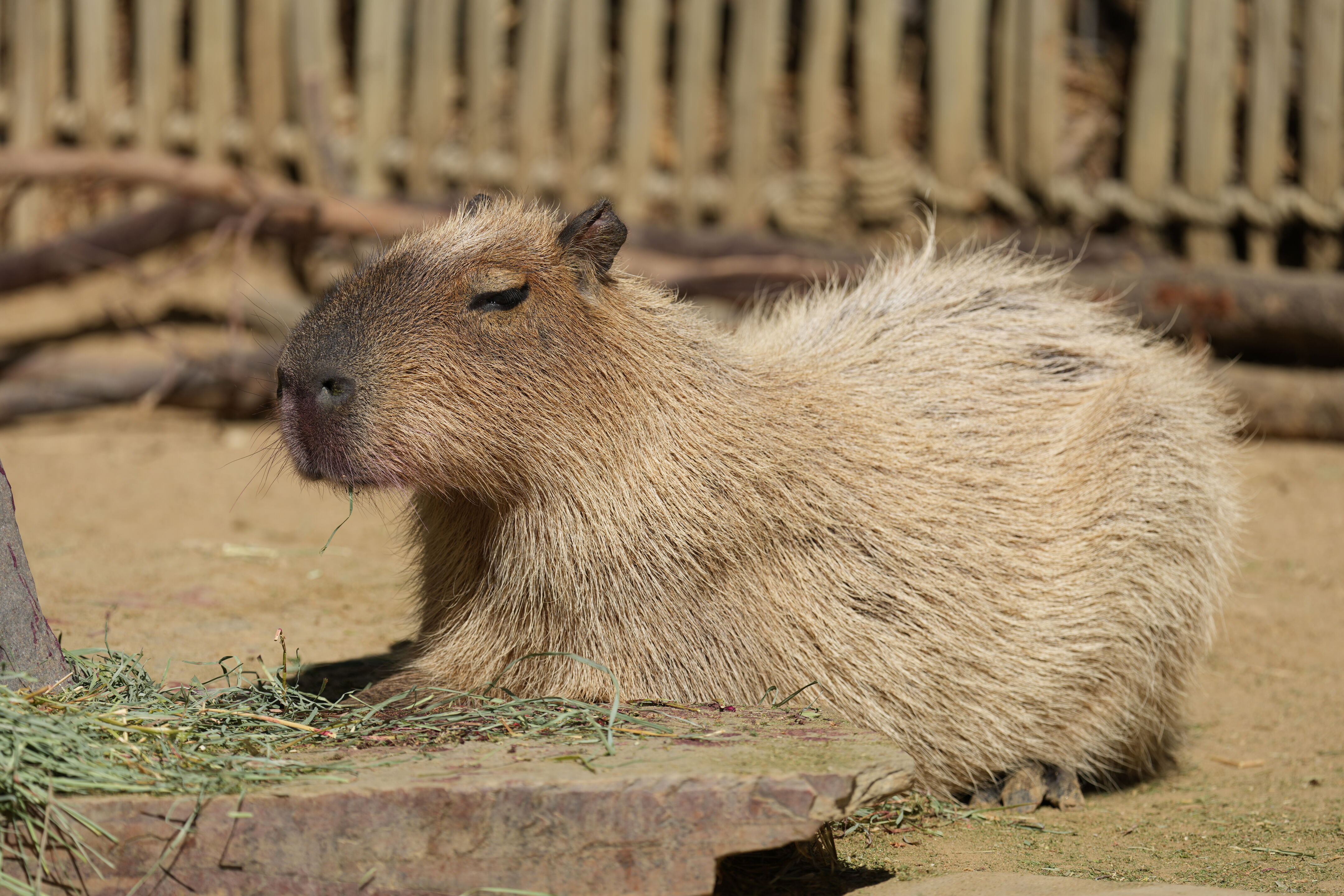 Capybara