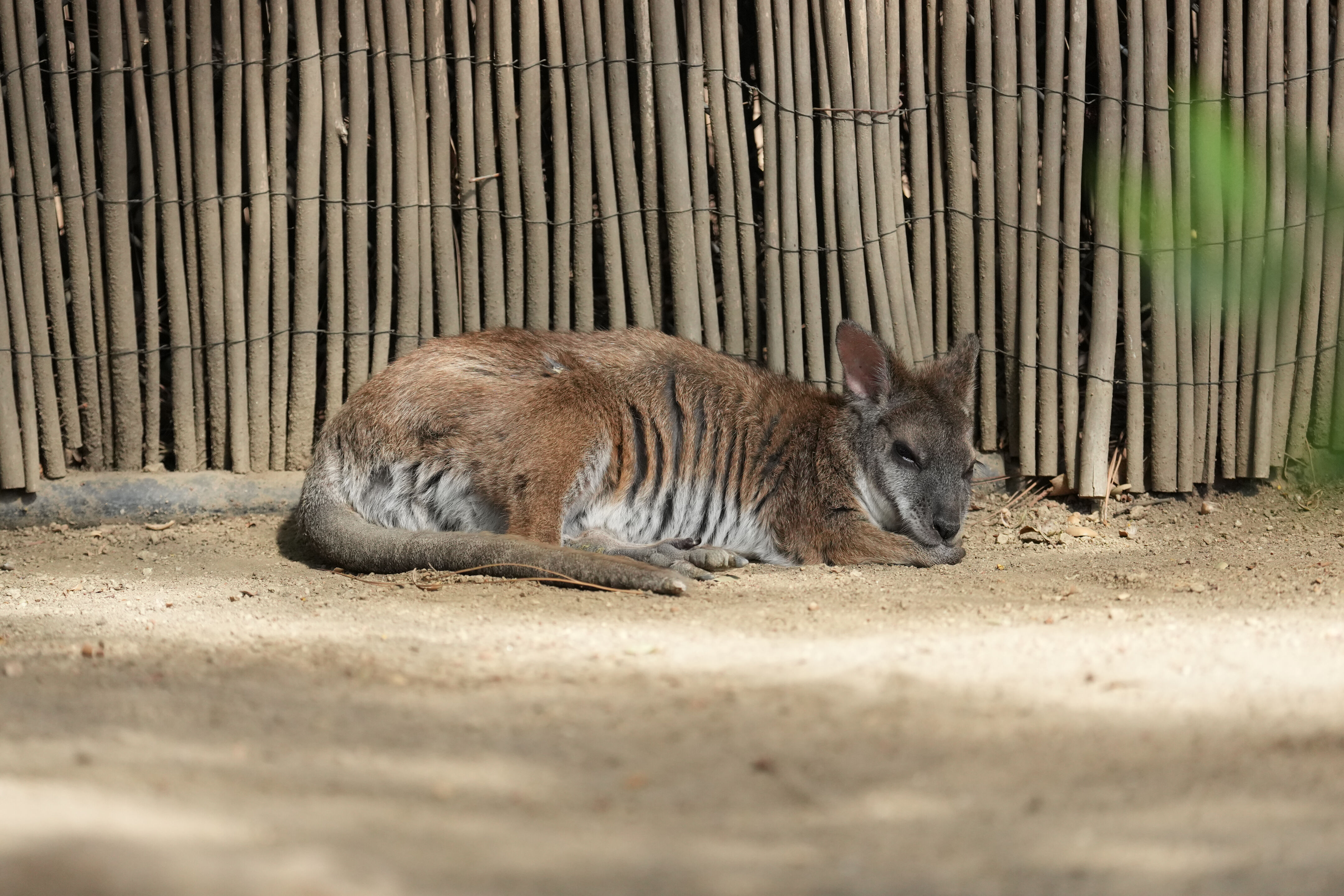 Happy Hollow Park and Zoo