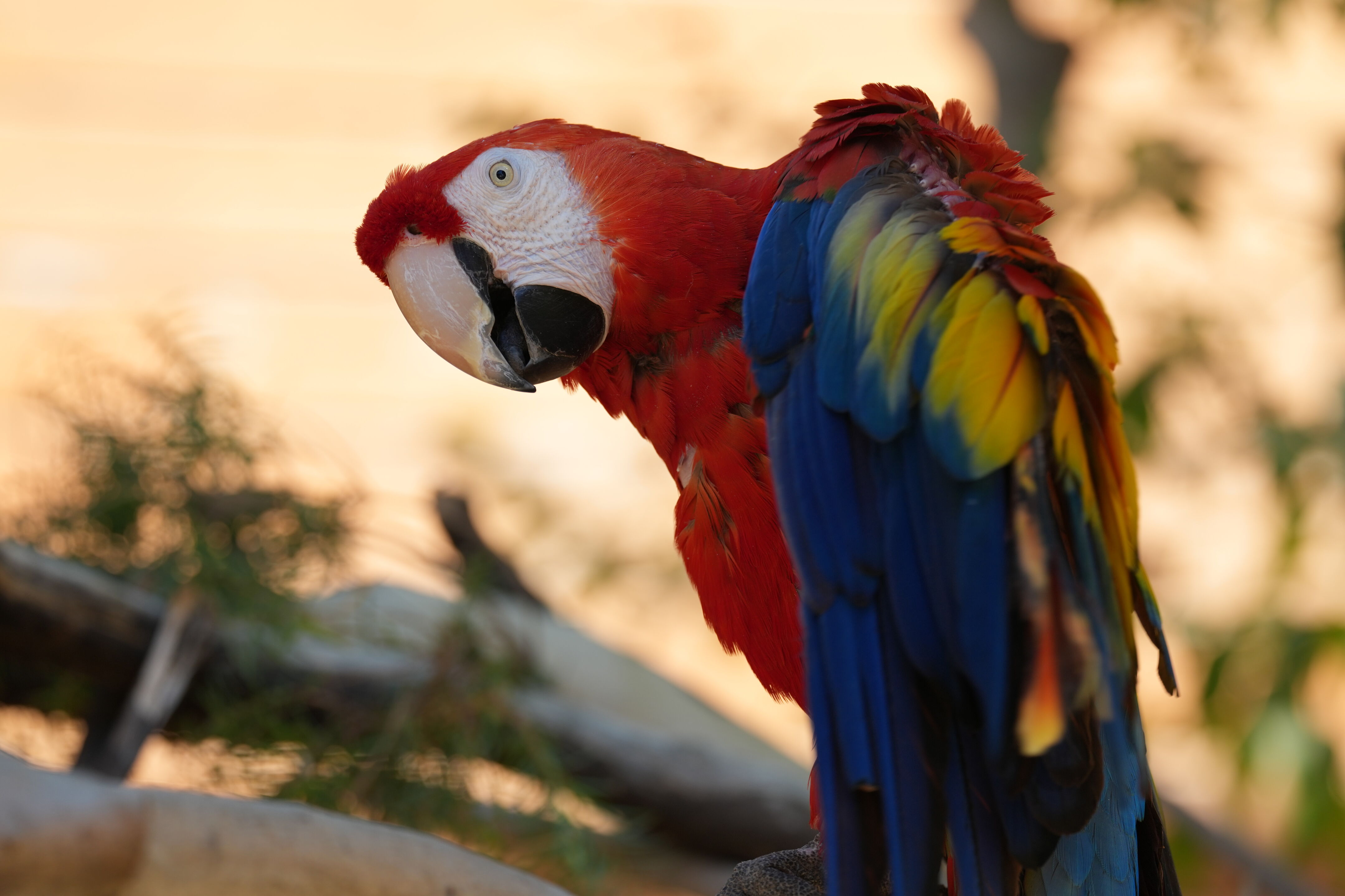 Happy Hollow Park and Zoo