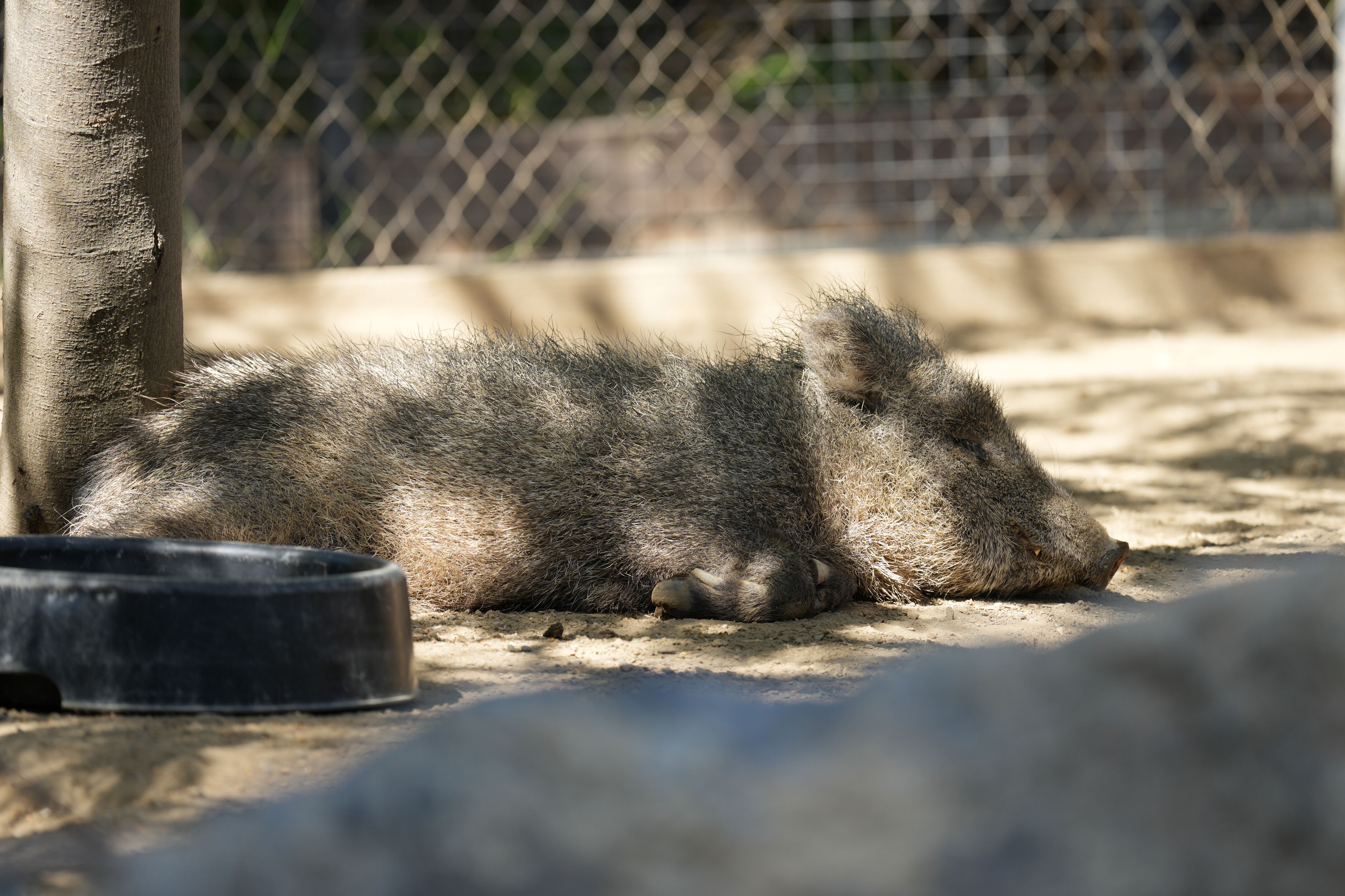 Happy Hollow Park and Zoo