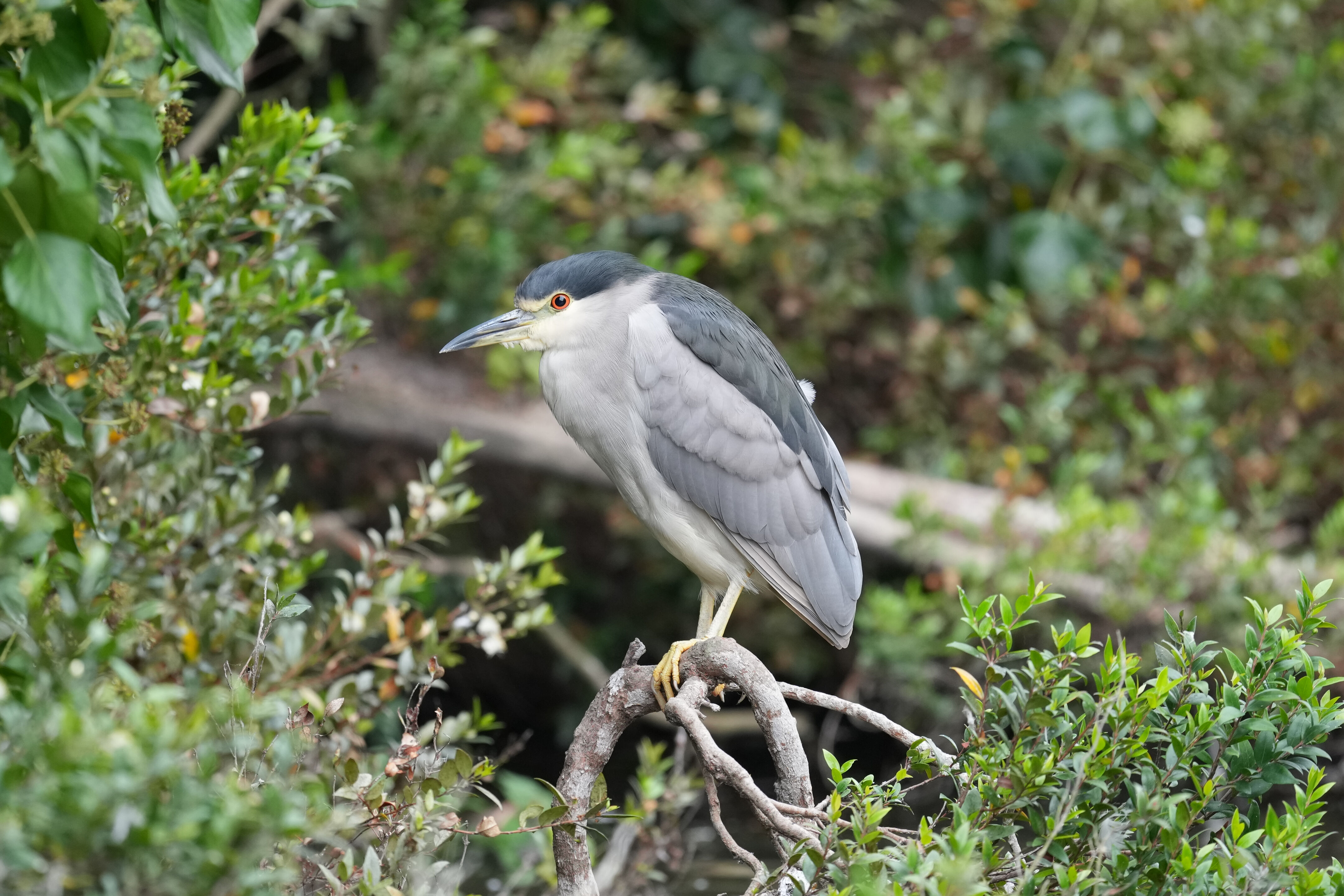 Black-Crowned Night Heron