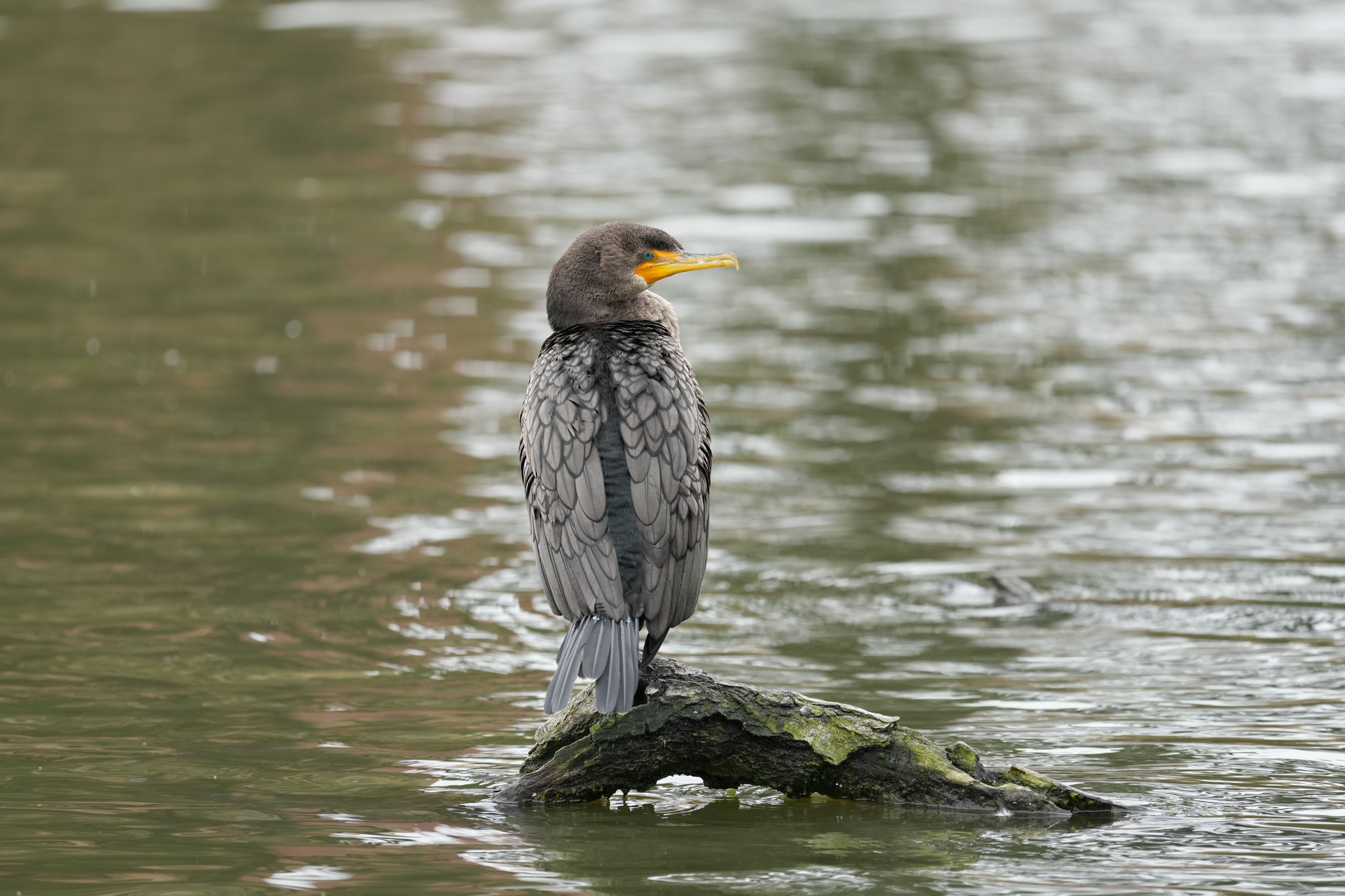 Double-Crested Cormorant