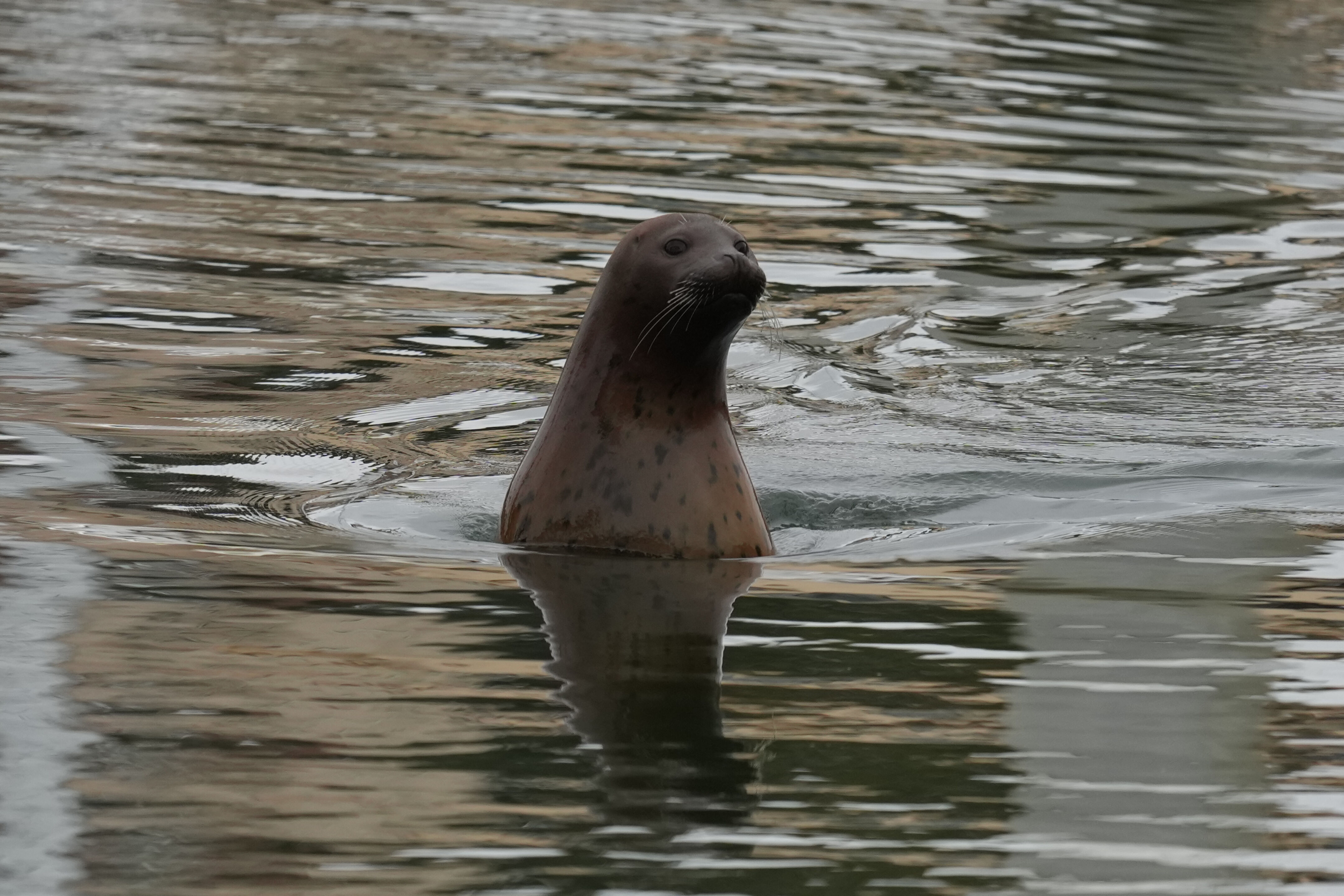 Harbor Seal