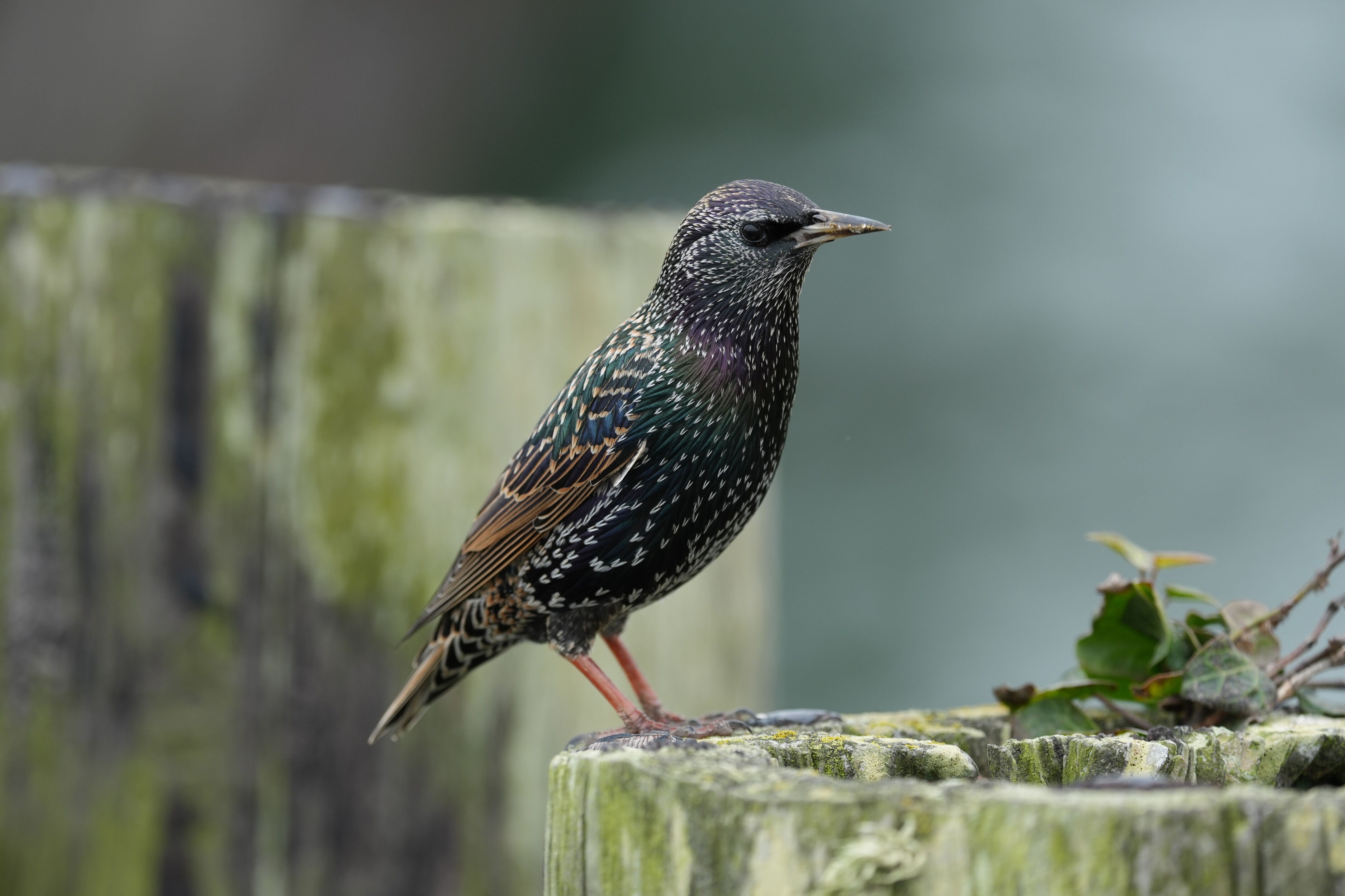 European Starling