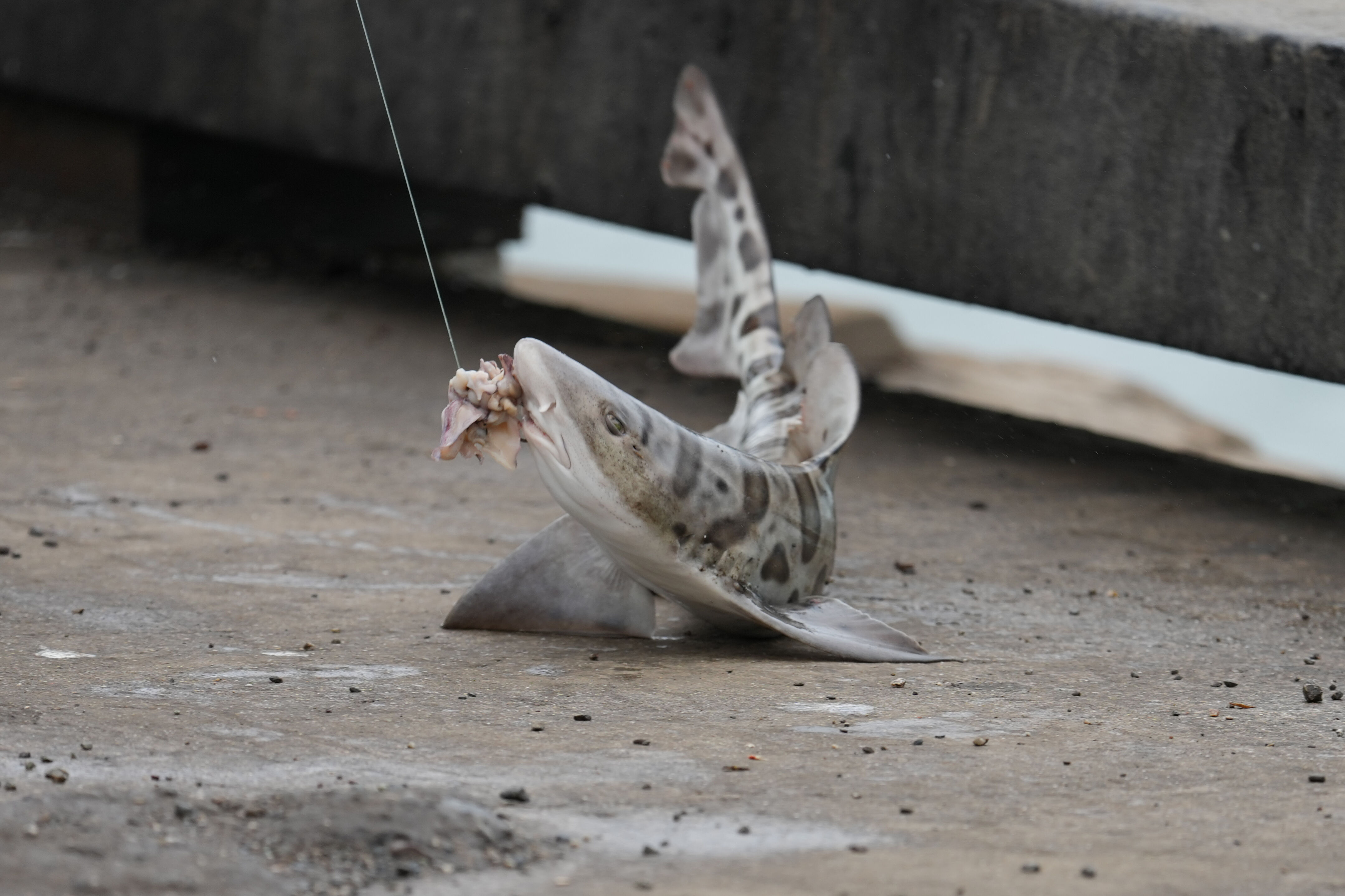 Leopard shark