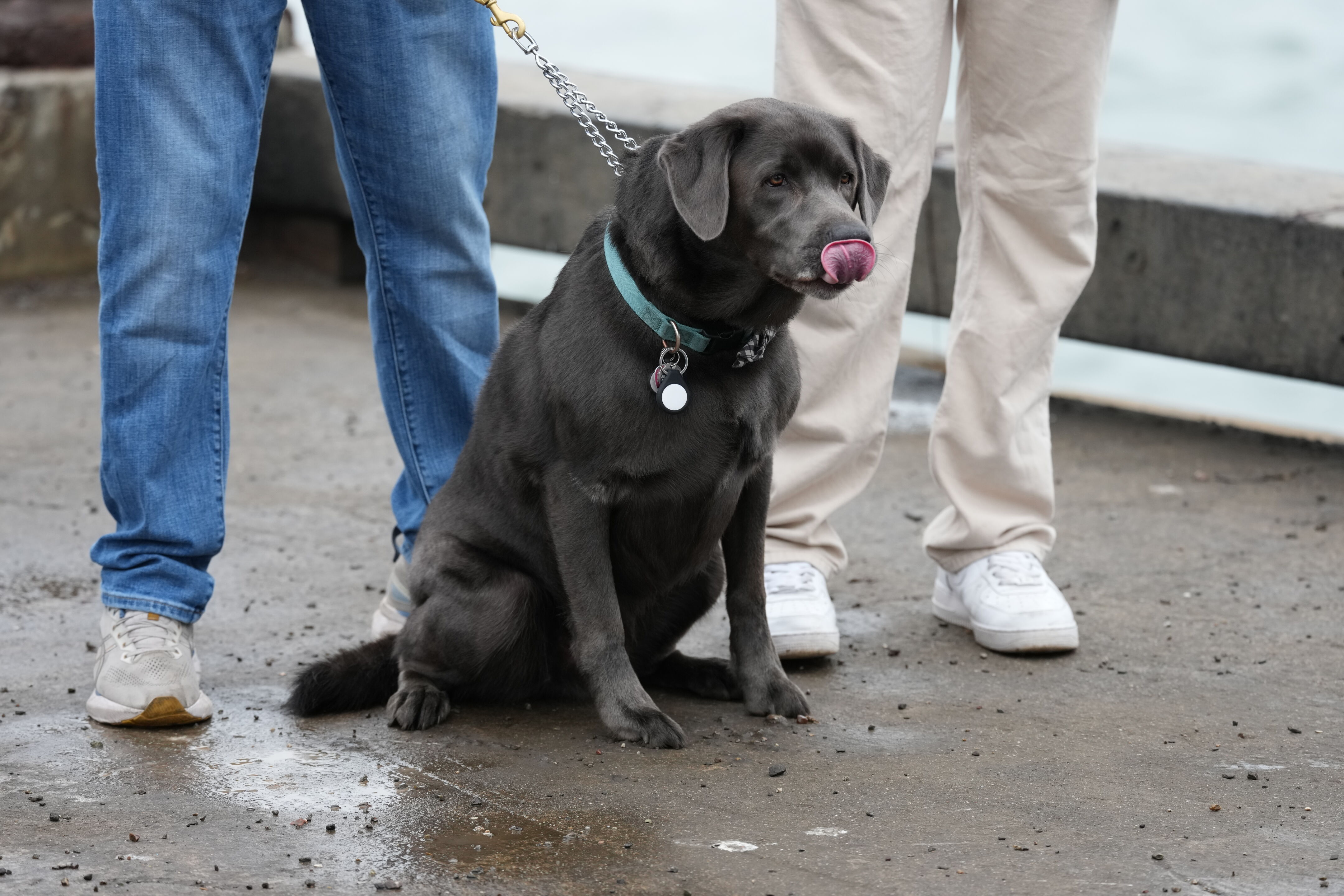 The Glutton Dog Seeing The Shark
