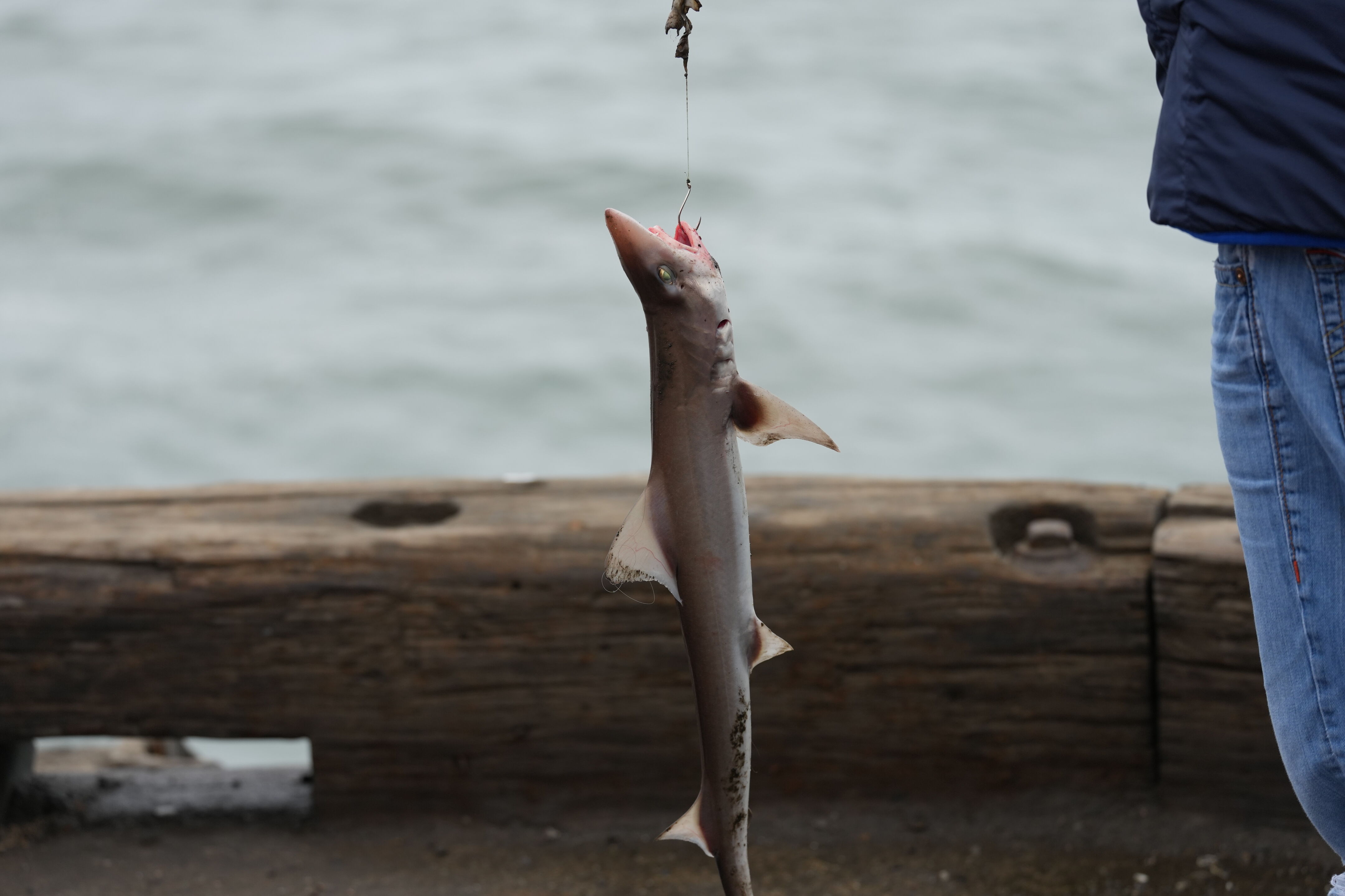 Spiny Dogfish