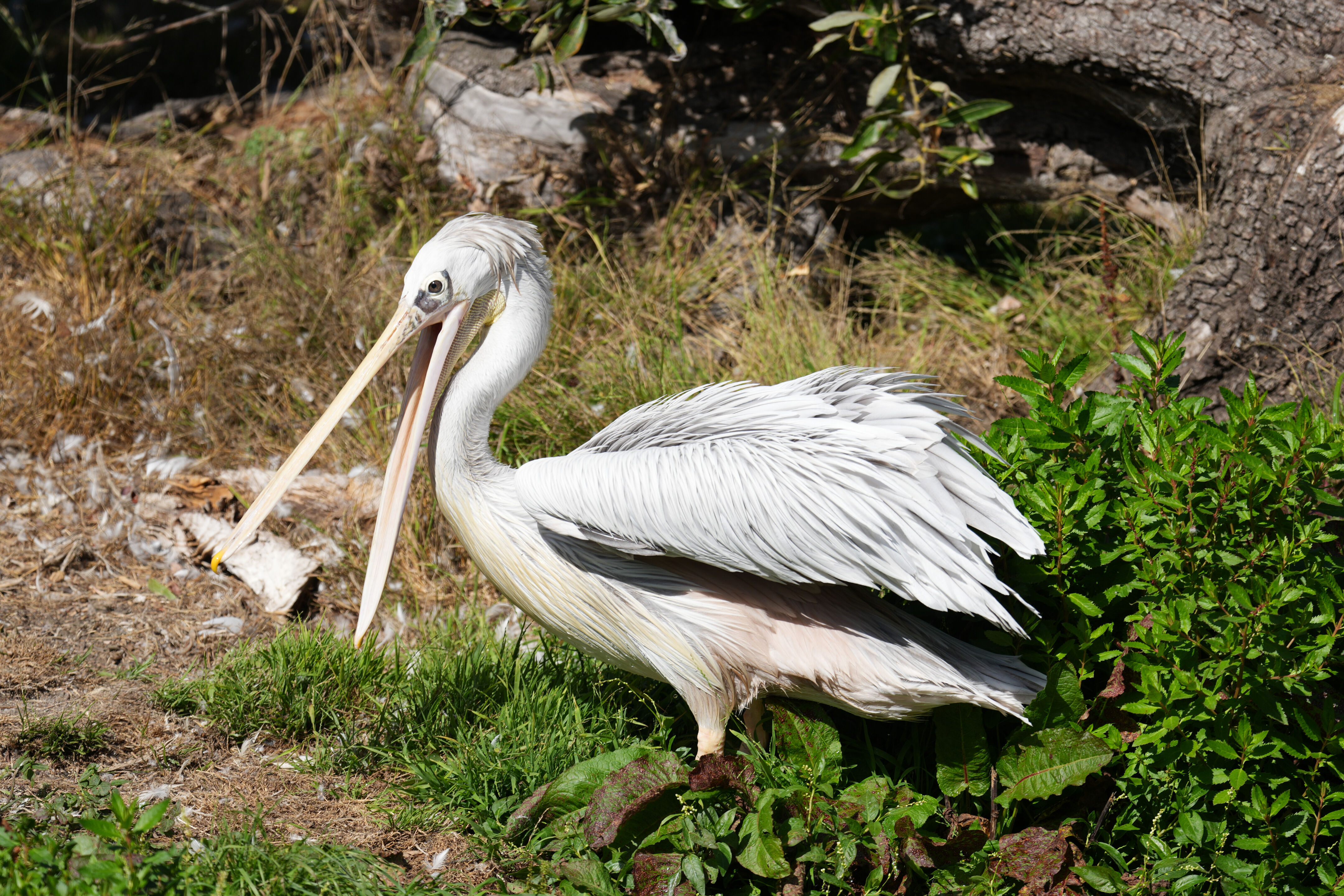 San Francisco Zoo and Gardens