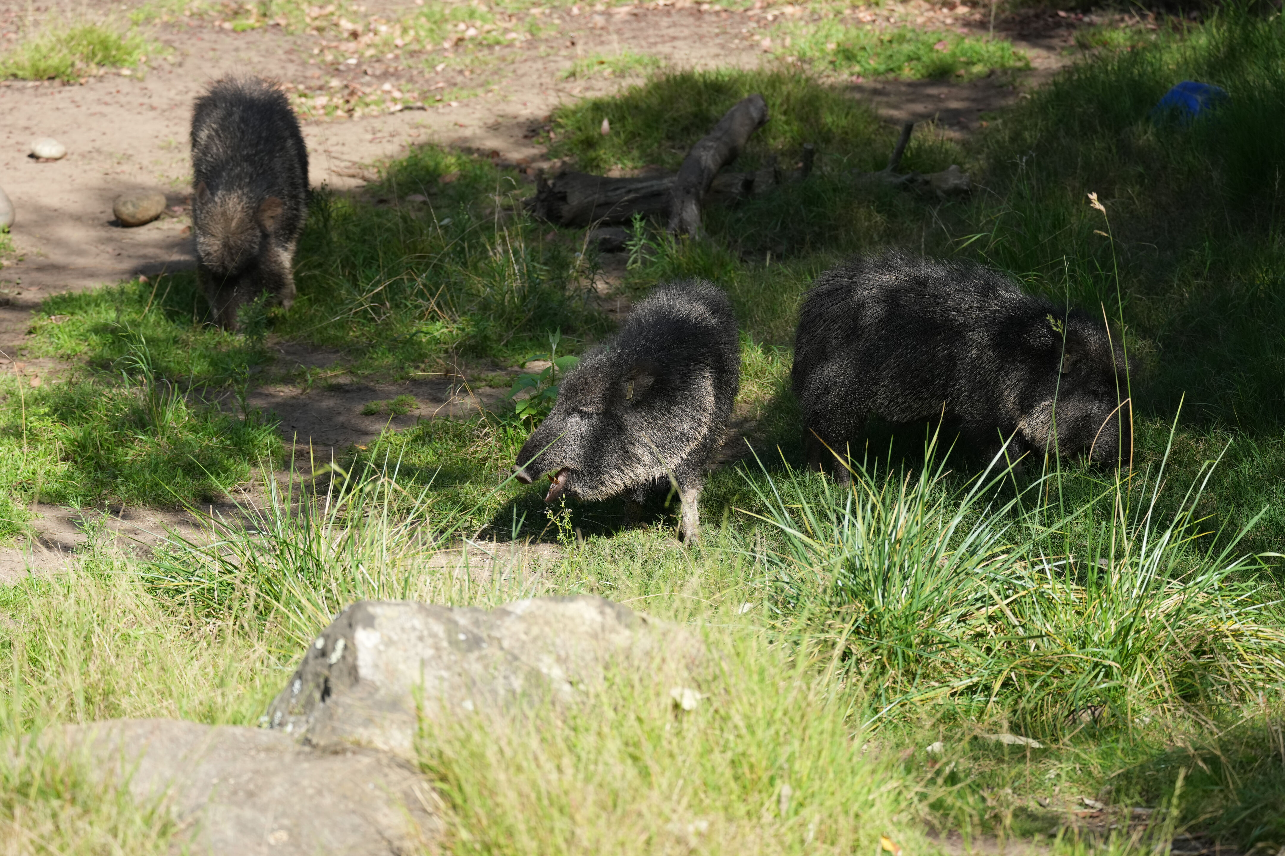 San Francisco Zoo and Gardens