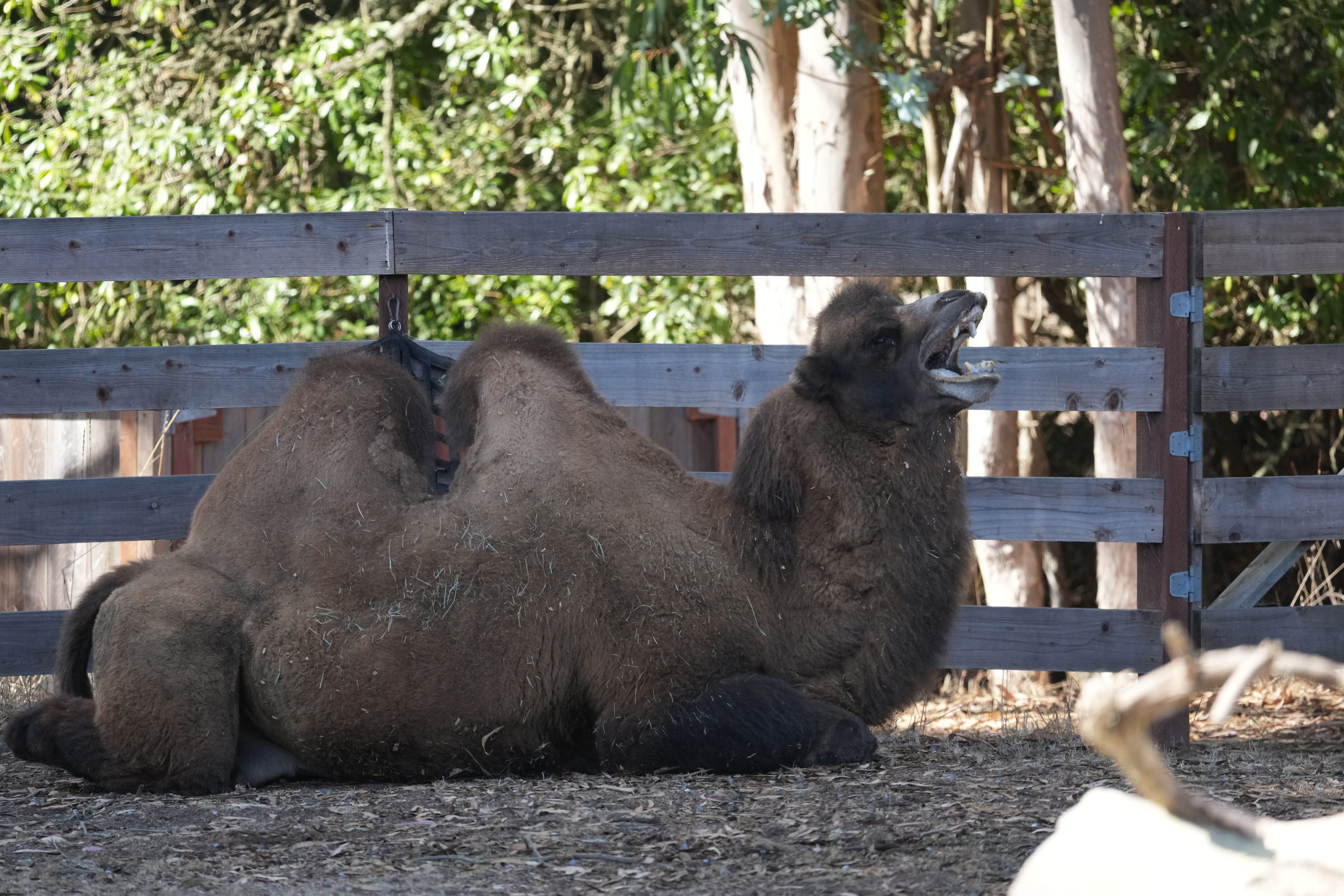 San Francisco Zoo and Gardens