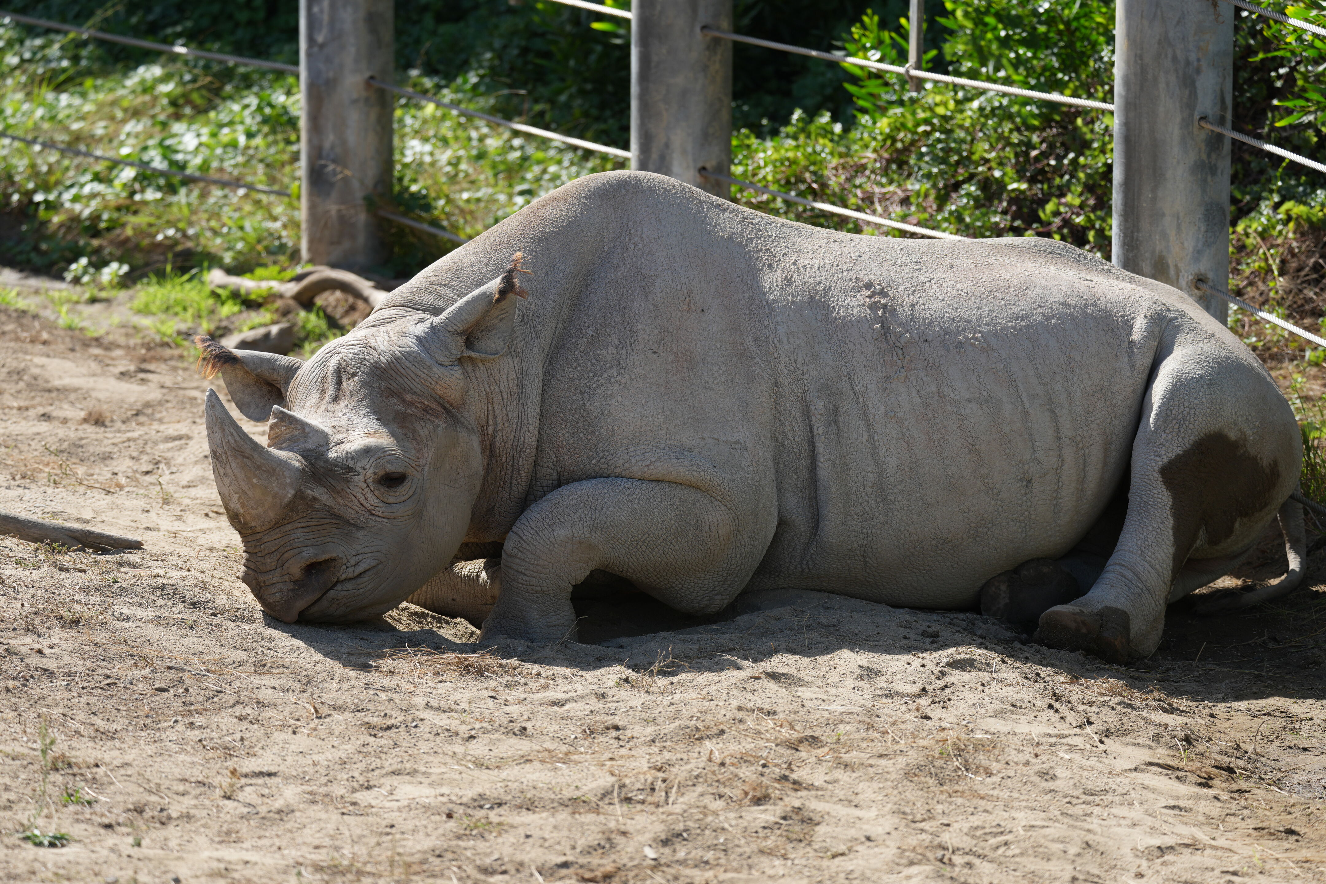 San Francisco Zoo and Gardens
