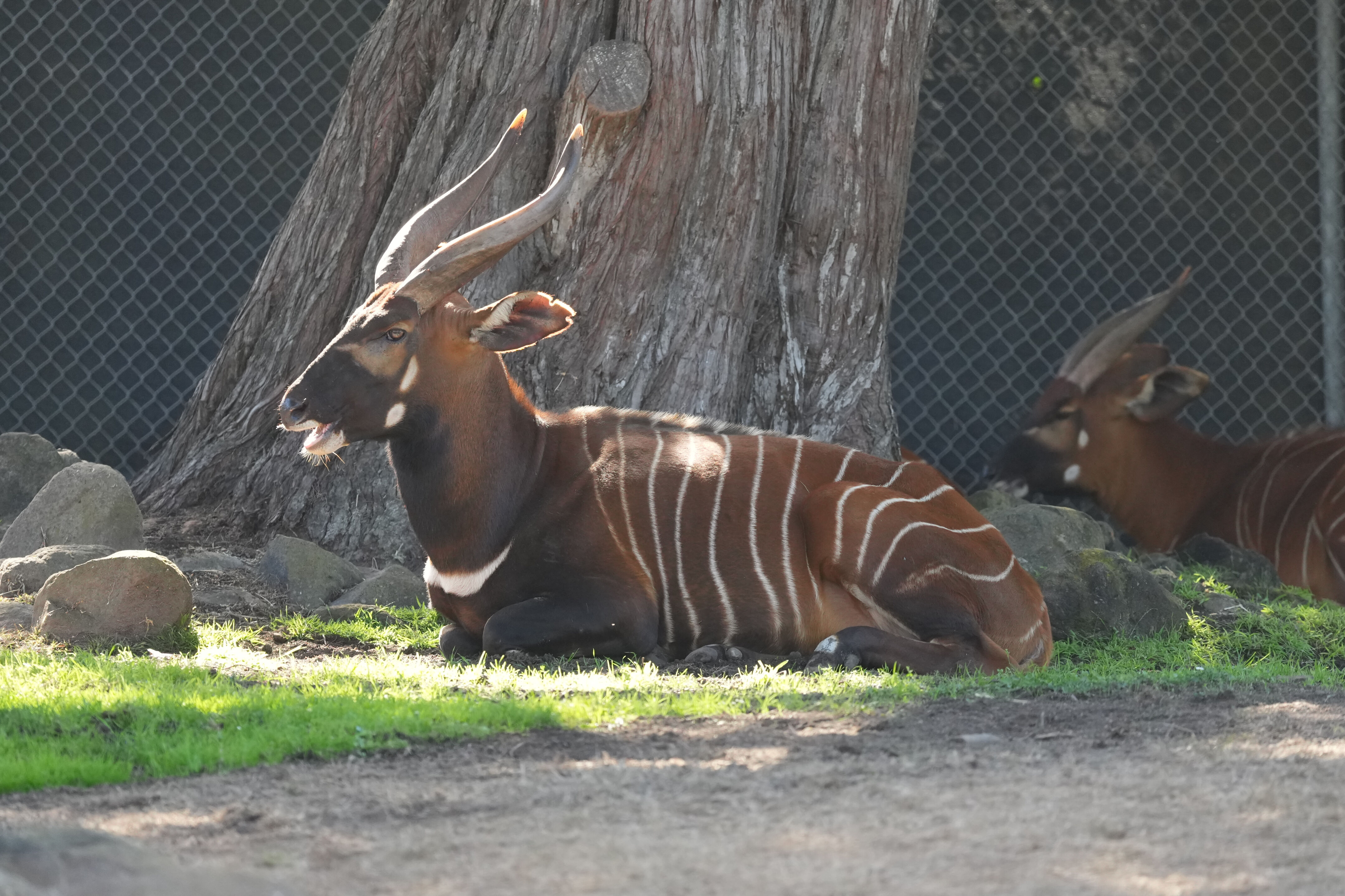 San Francisco Zoo and Gardens