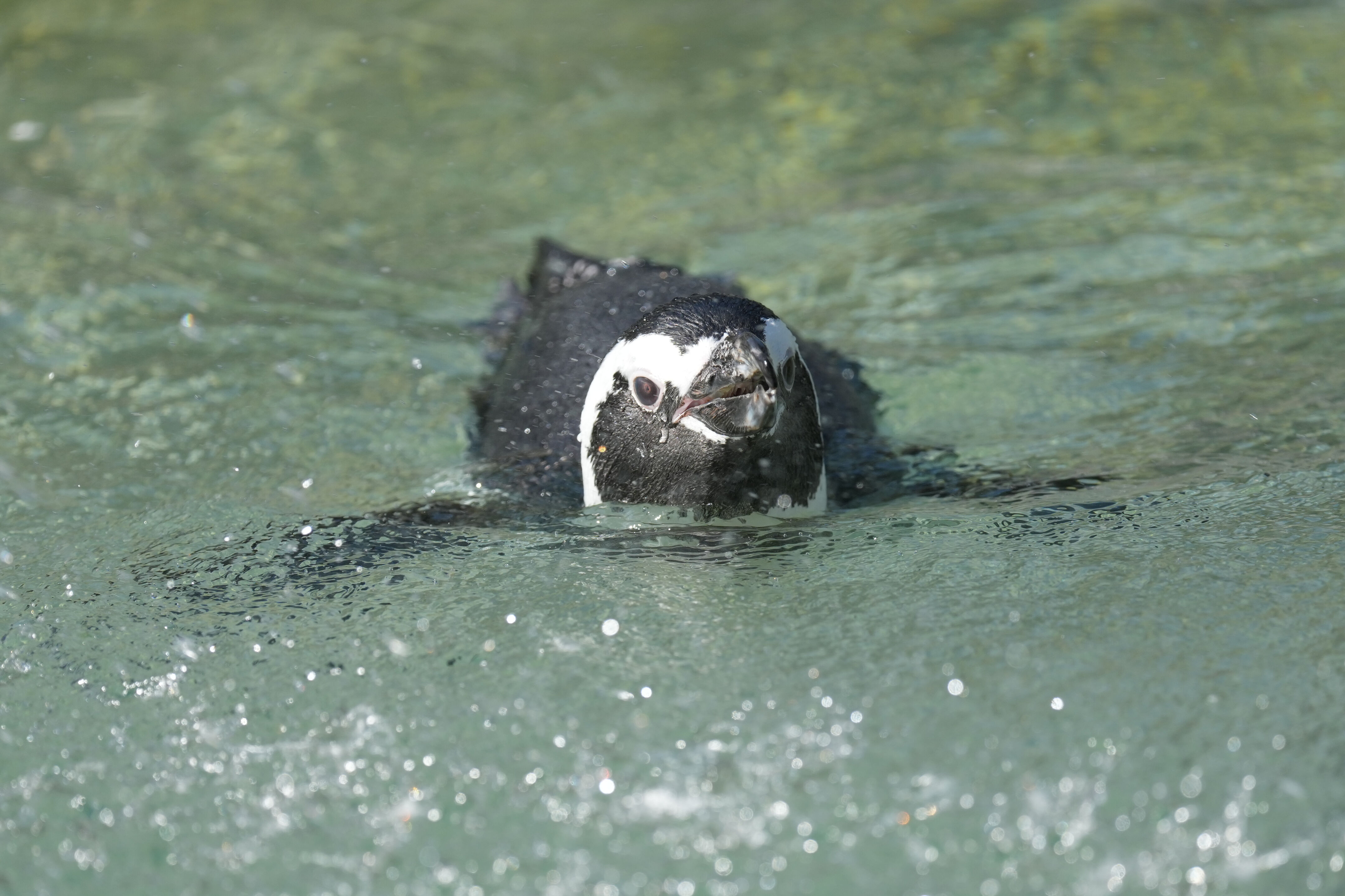 San Francisco Zoo and Gardens