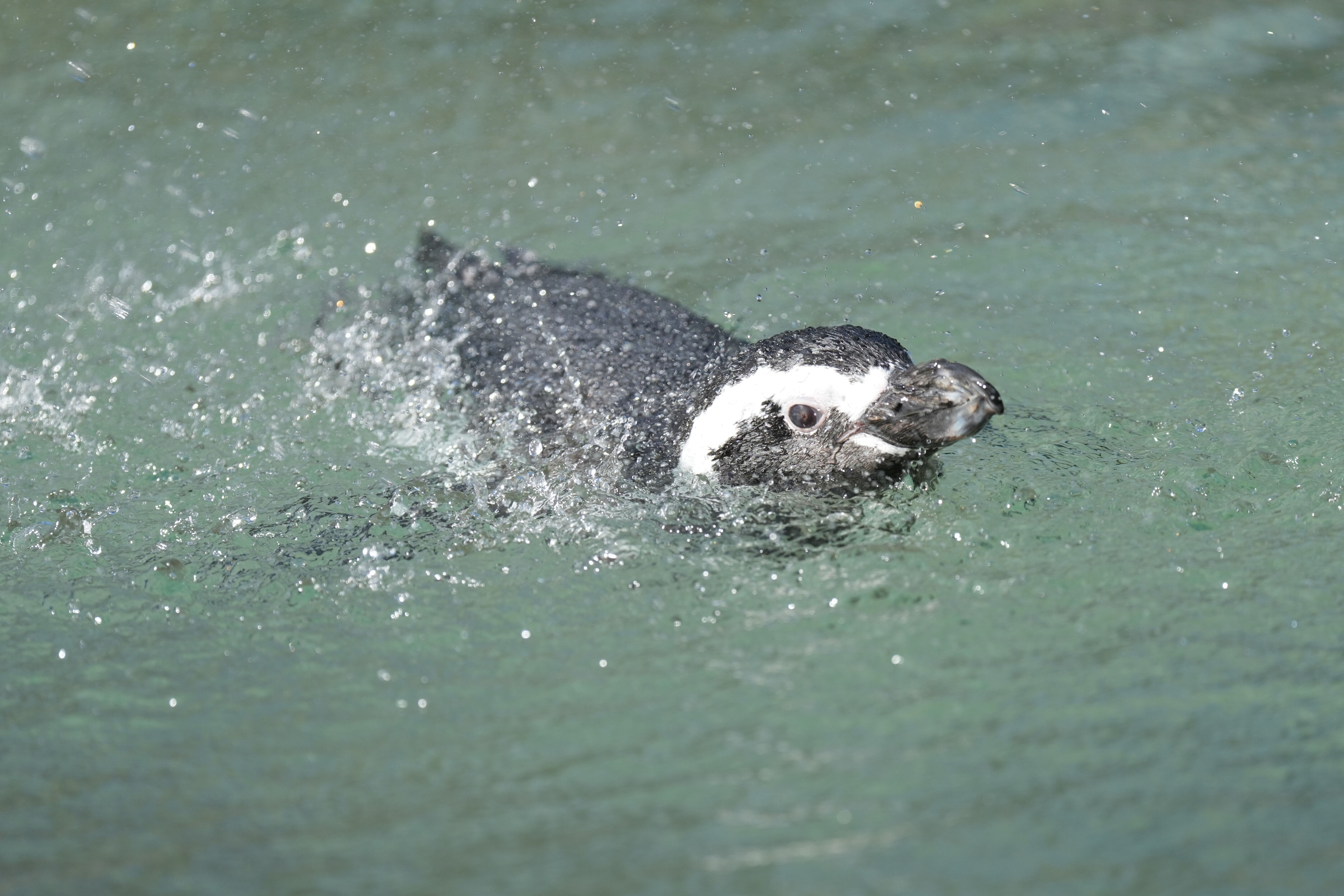 San Francisco Zoo and Gardens