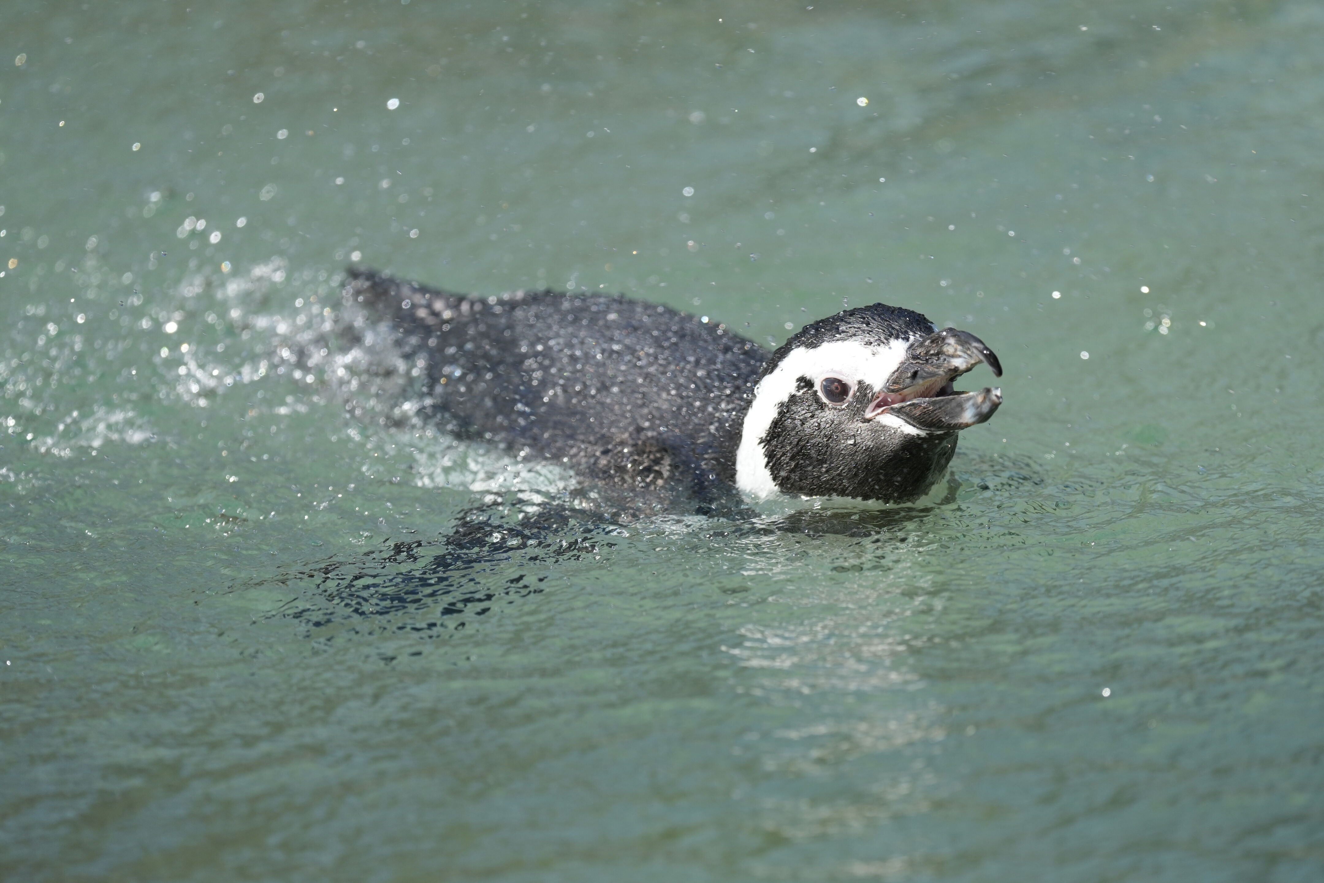 San Francisco Zoo and Gardens