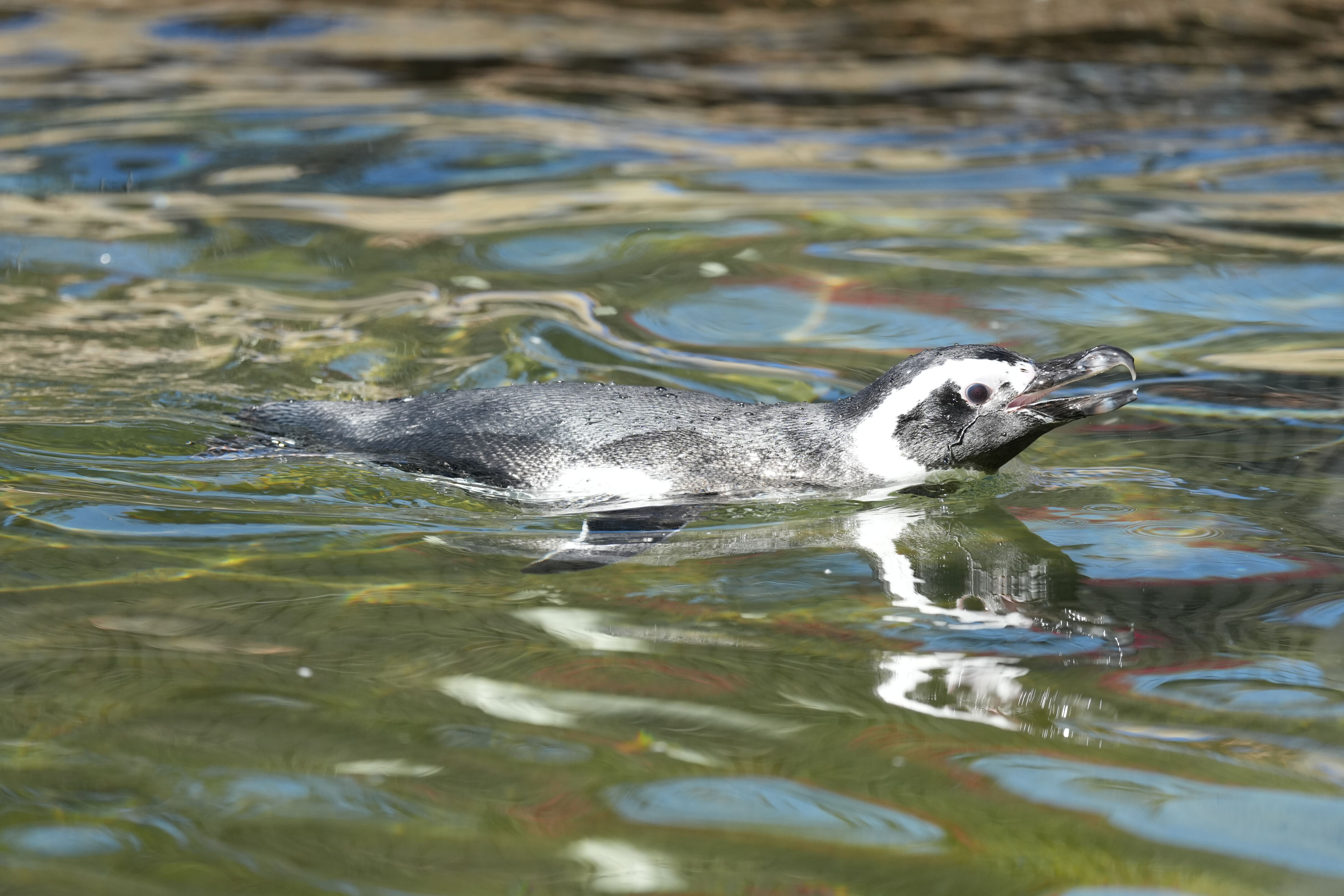 San Francisco Zoo and Gardens