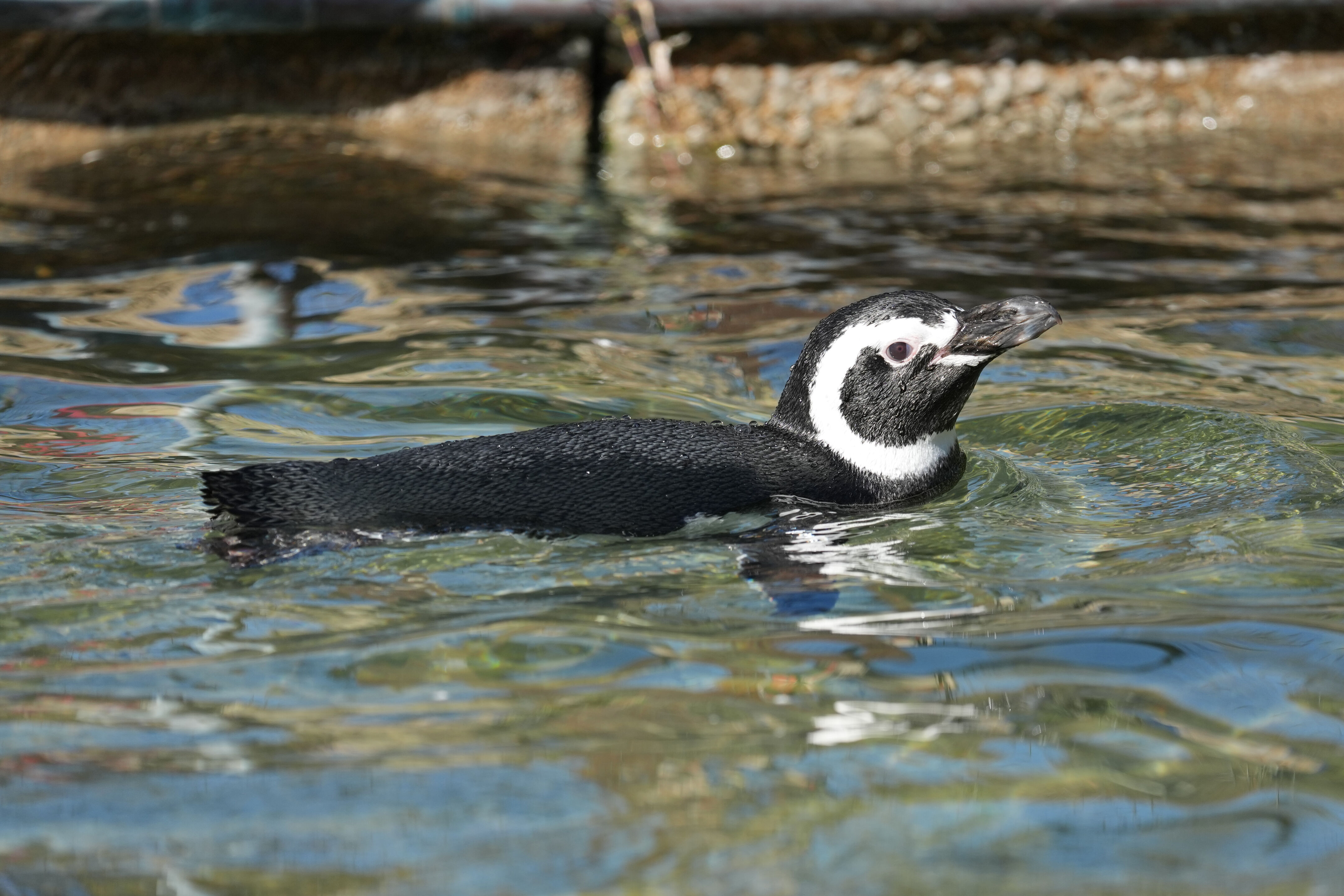 San Francisco Zoo and Gardens
