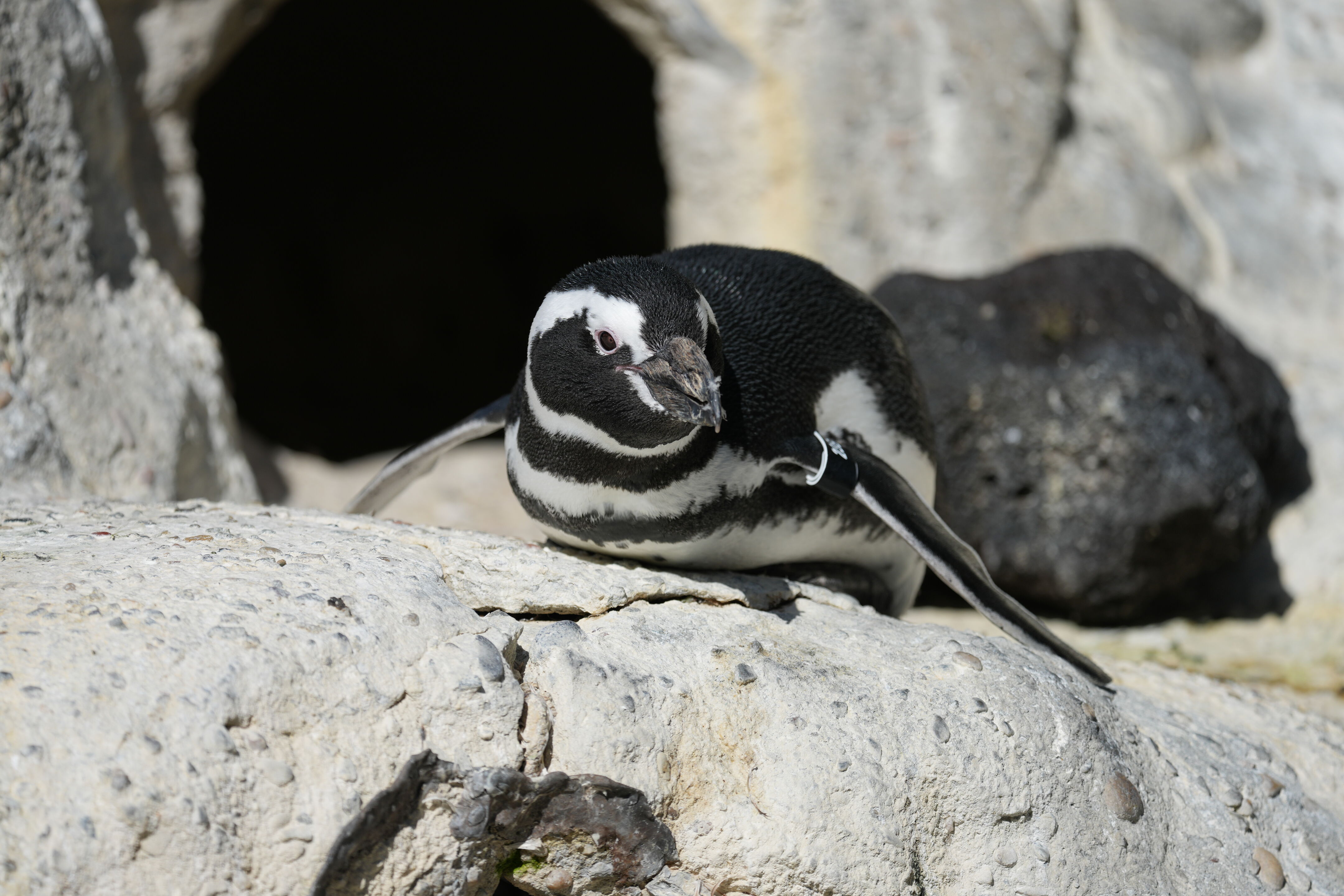 San Francisco Zoo and Gardens