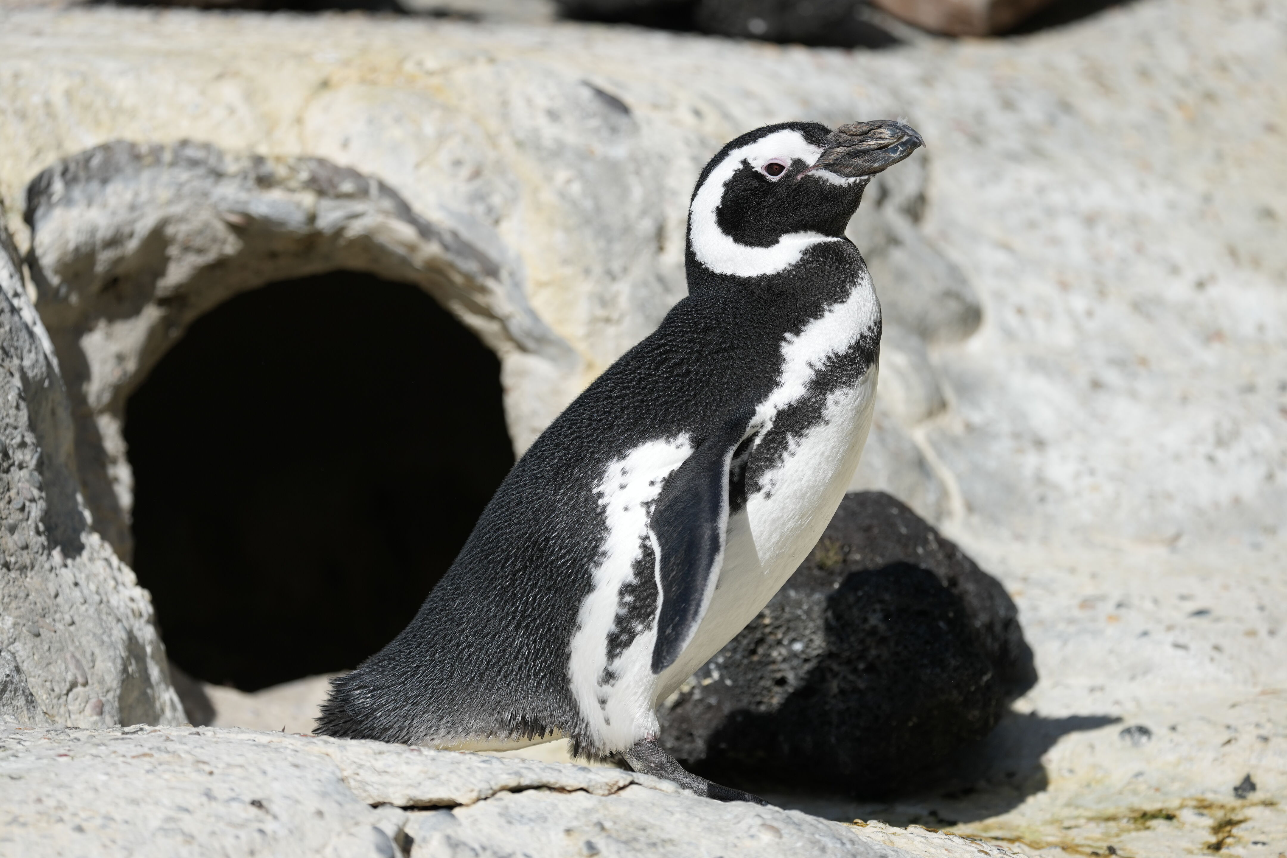 San Francisco Zoo and Gardens