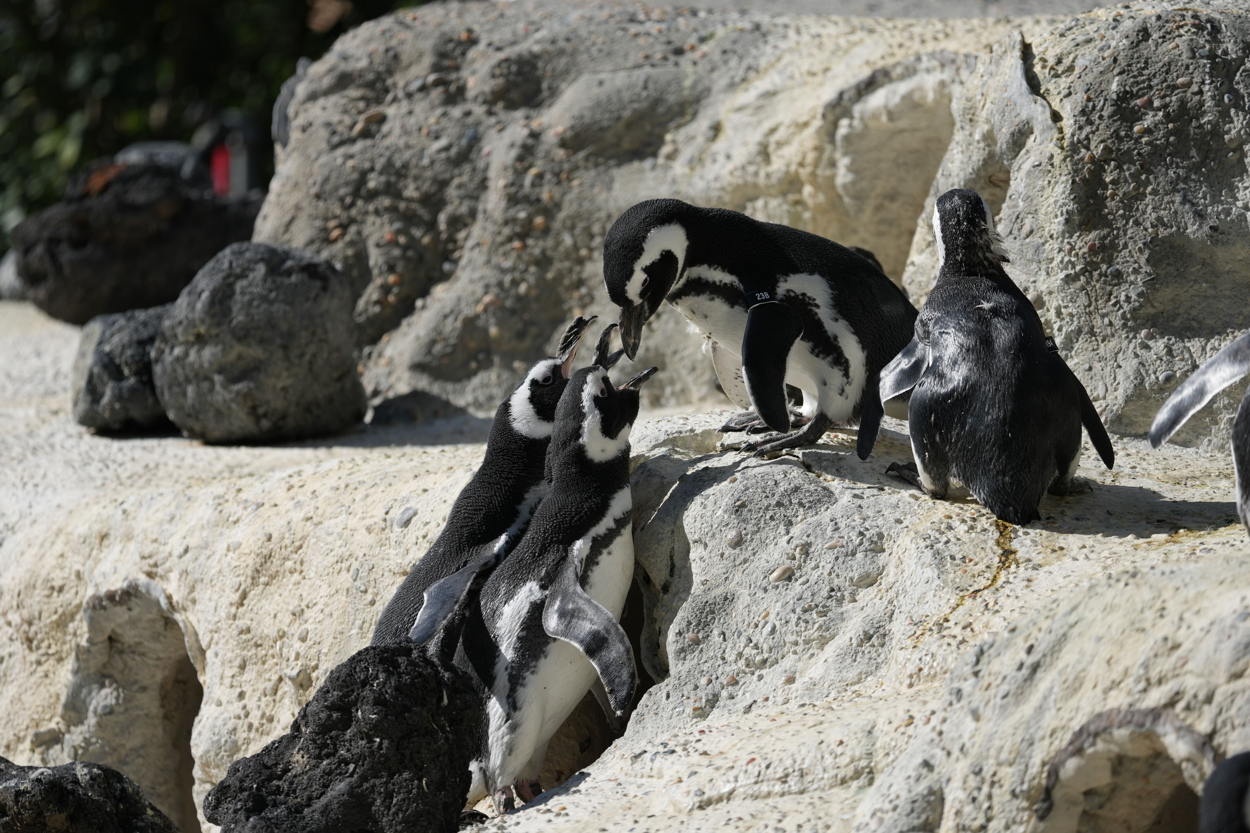 San Francisco Zoo and Gardens