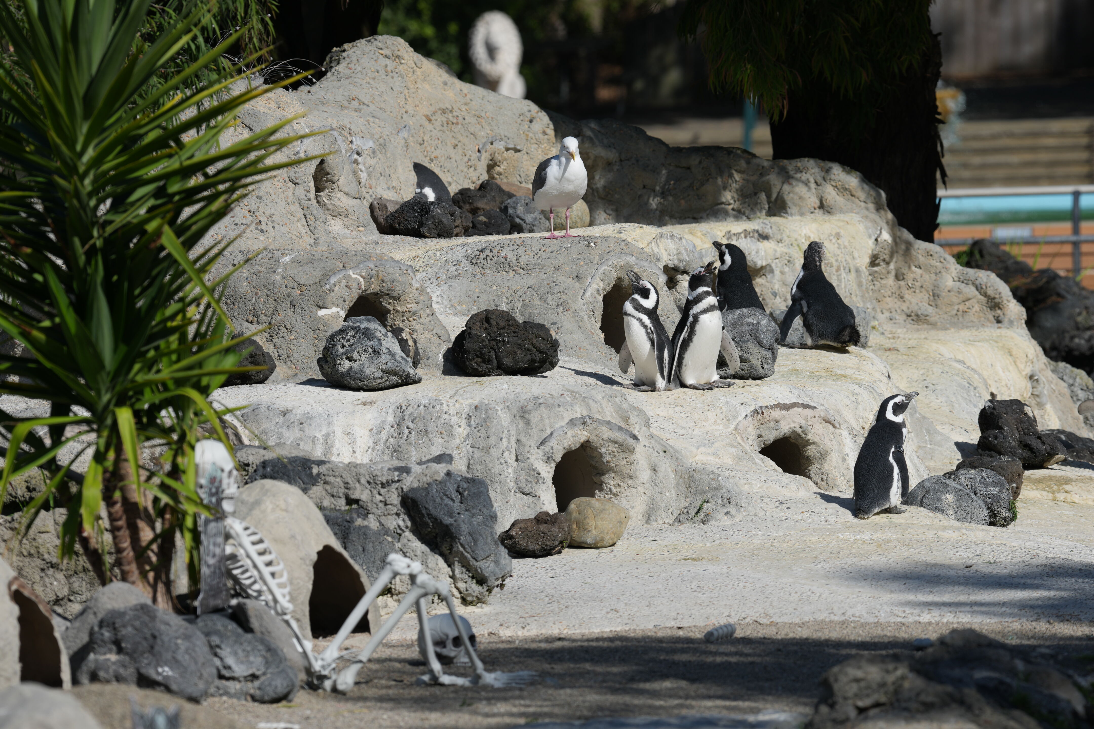 San Francisco Zoo and Gardens