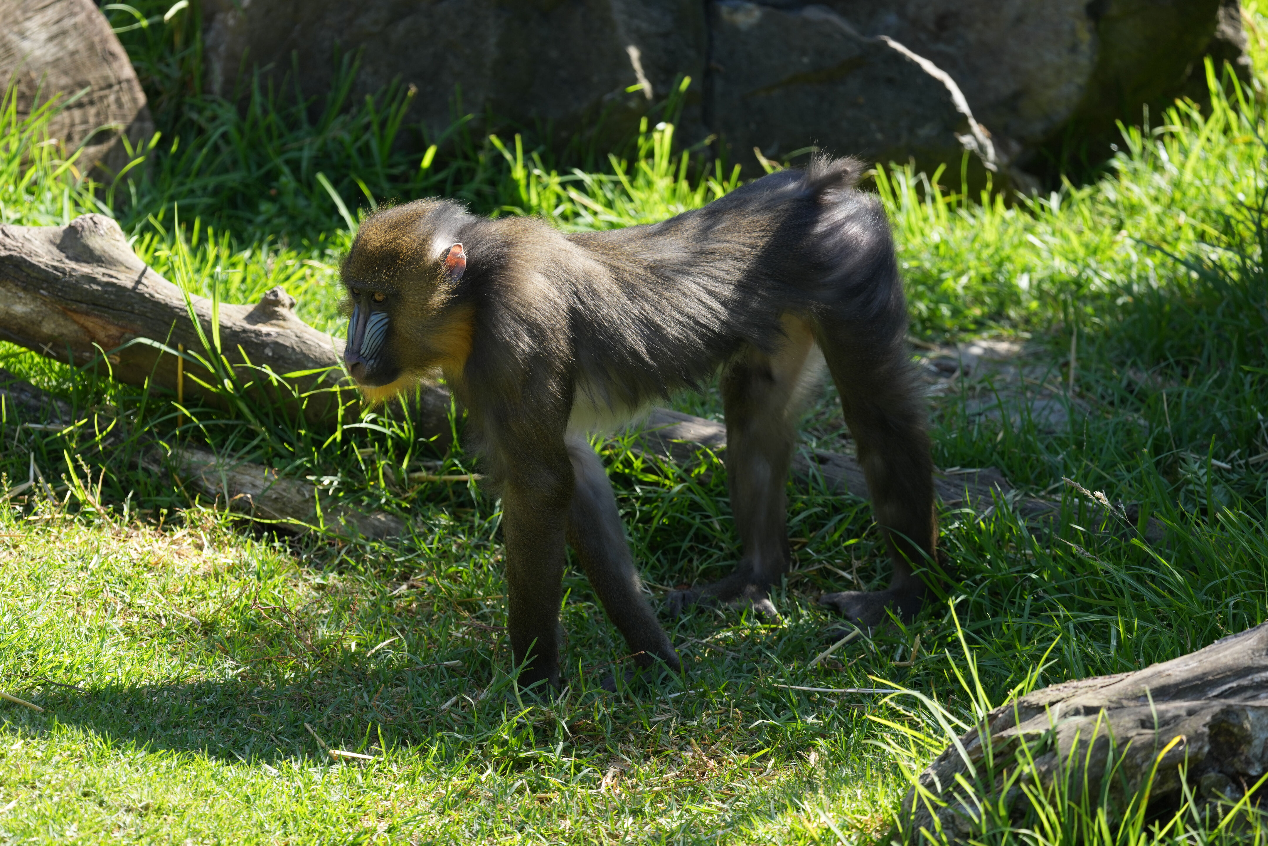San Francisco Zoo and Gardens