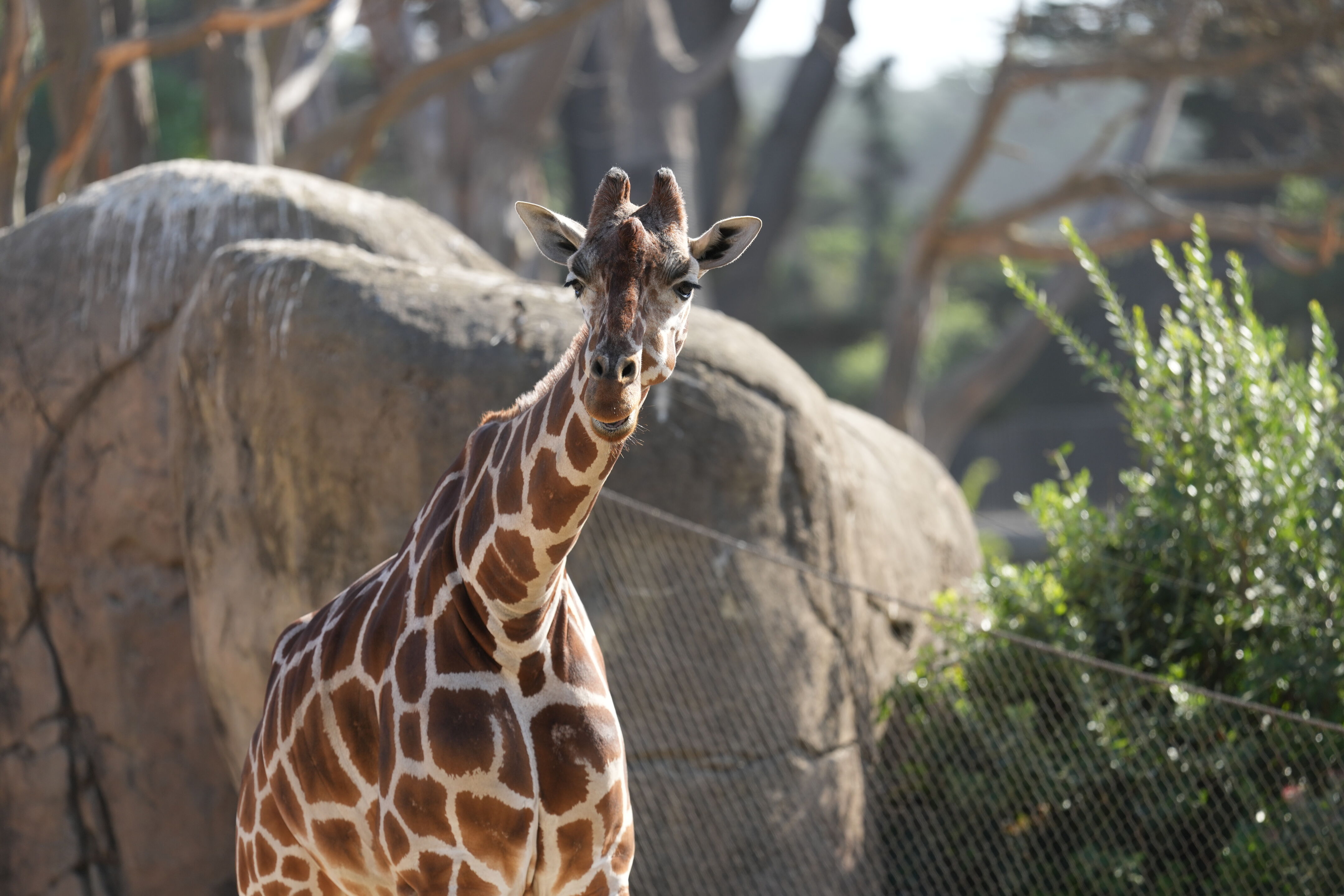 San Francisco Zoo and Gardens