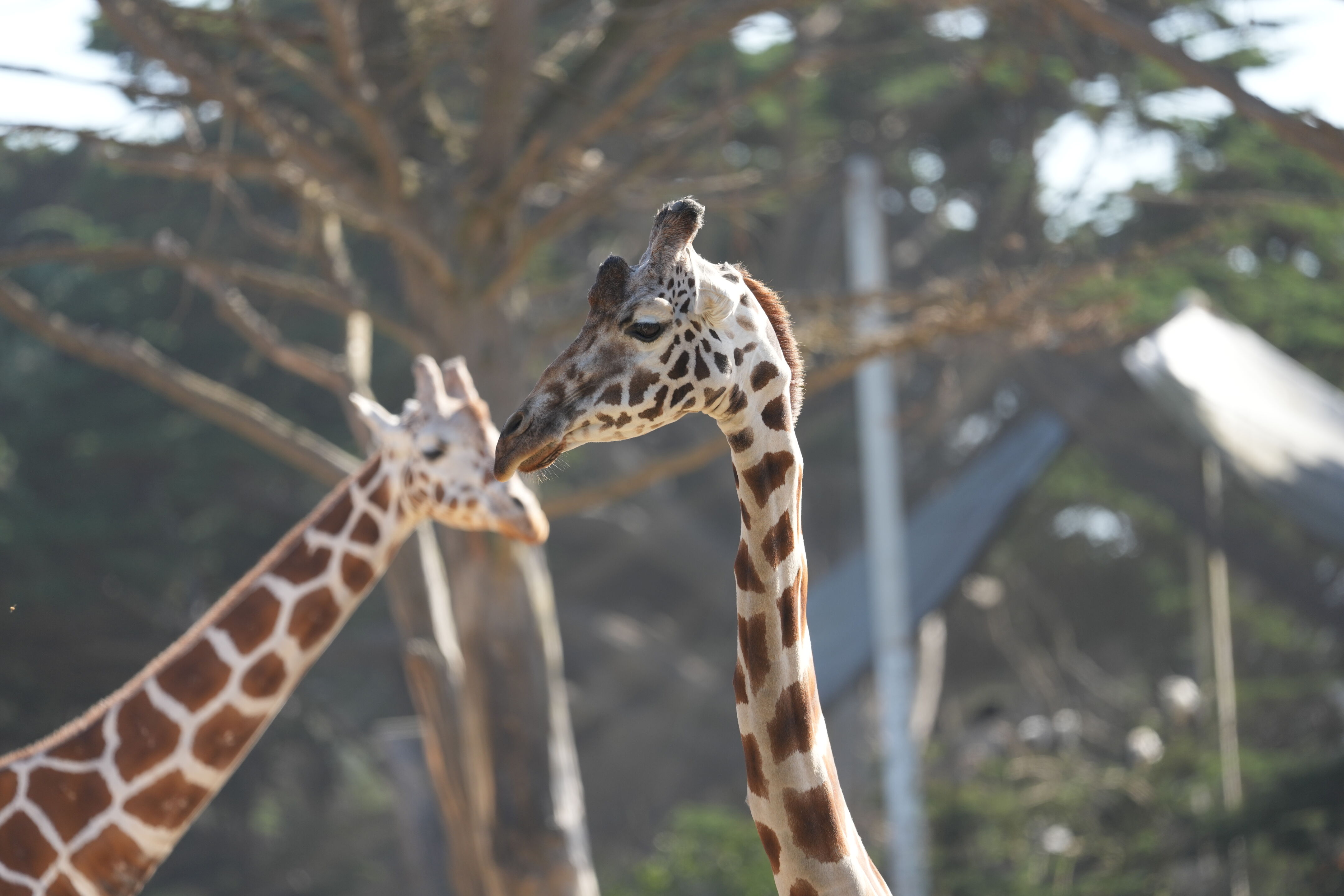 San Francisco Zoo and Gardens