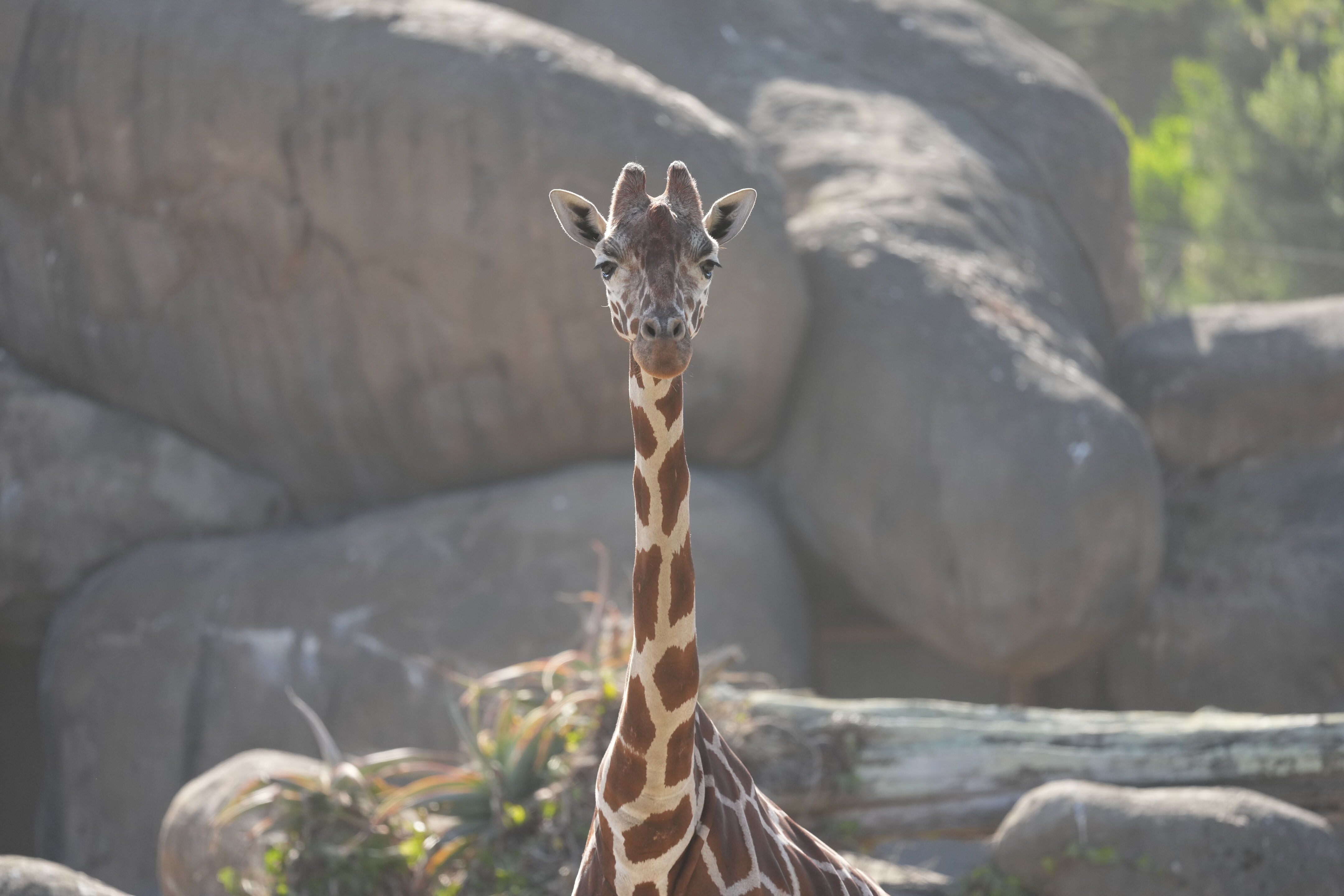 San Francisco Zoo and Gardens