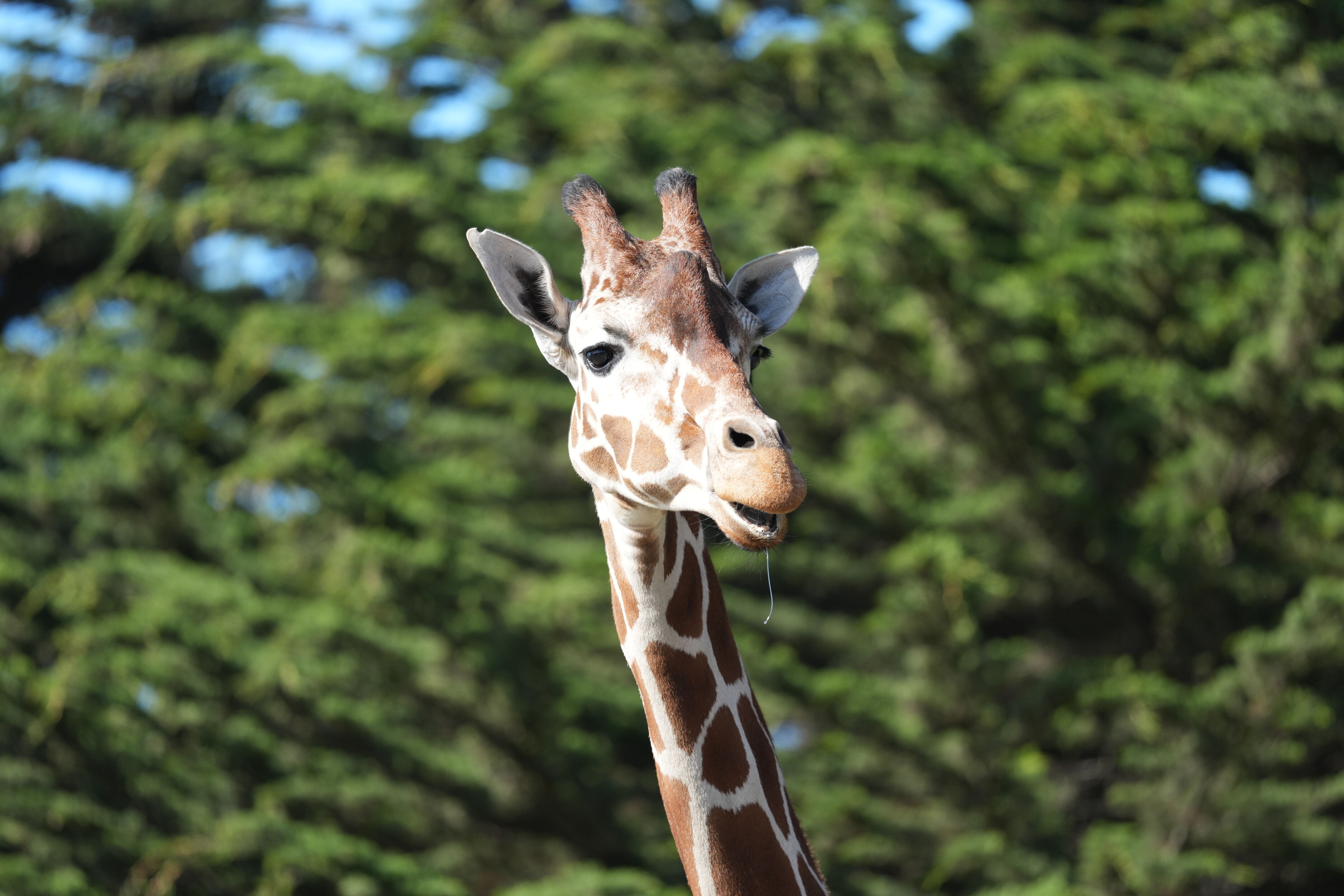 San Francisco Zoo and Gardens