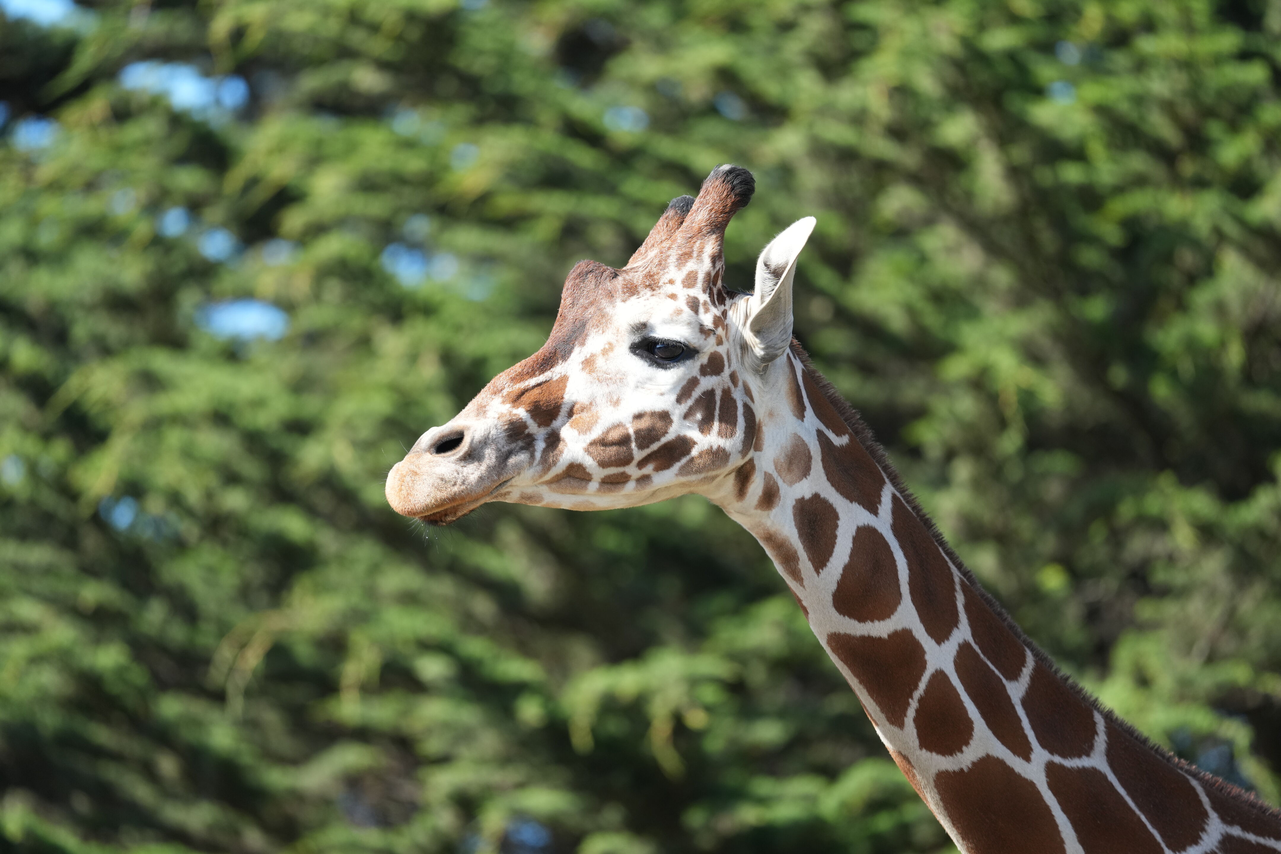 San Francisco Zoo and Gardens