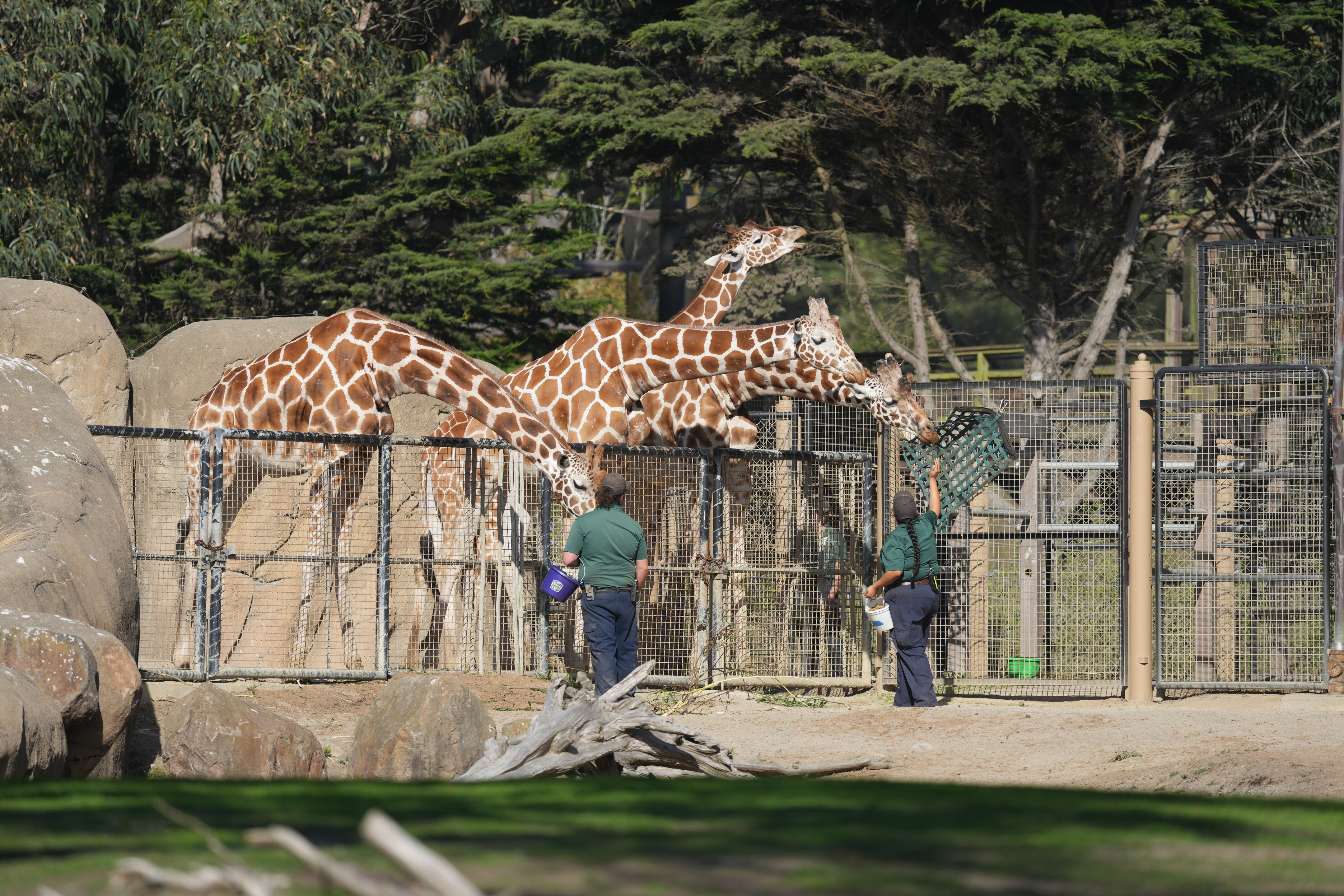 San Francisco Zoo and Gardens