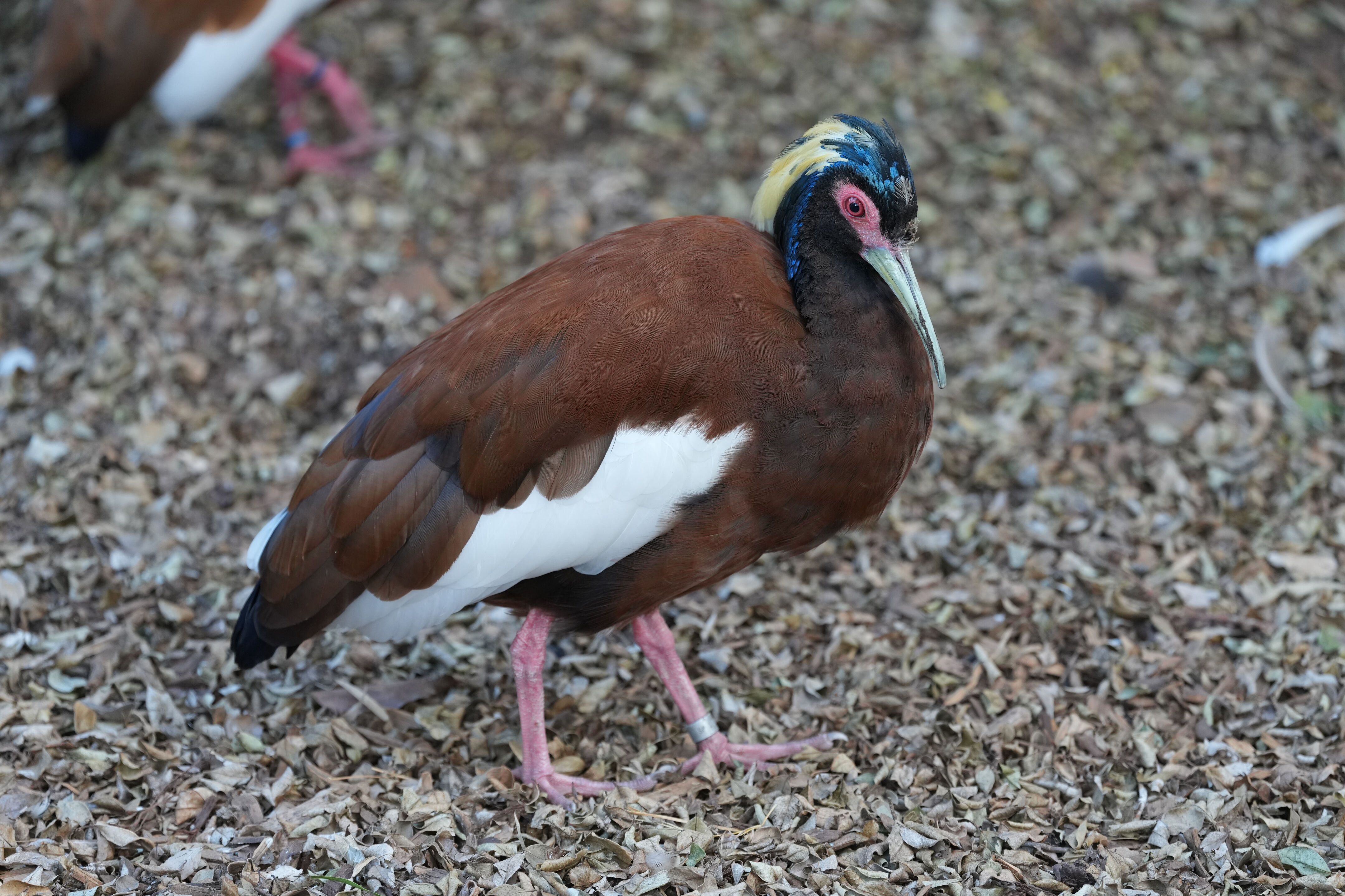 San Francisco Zoo and Gardens