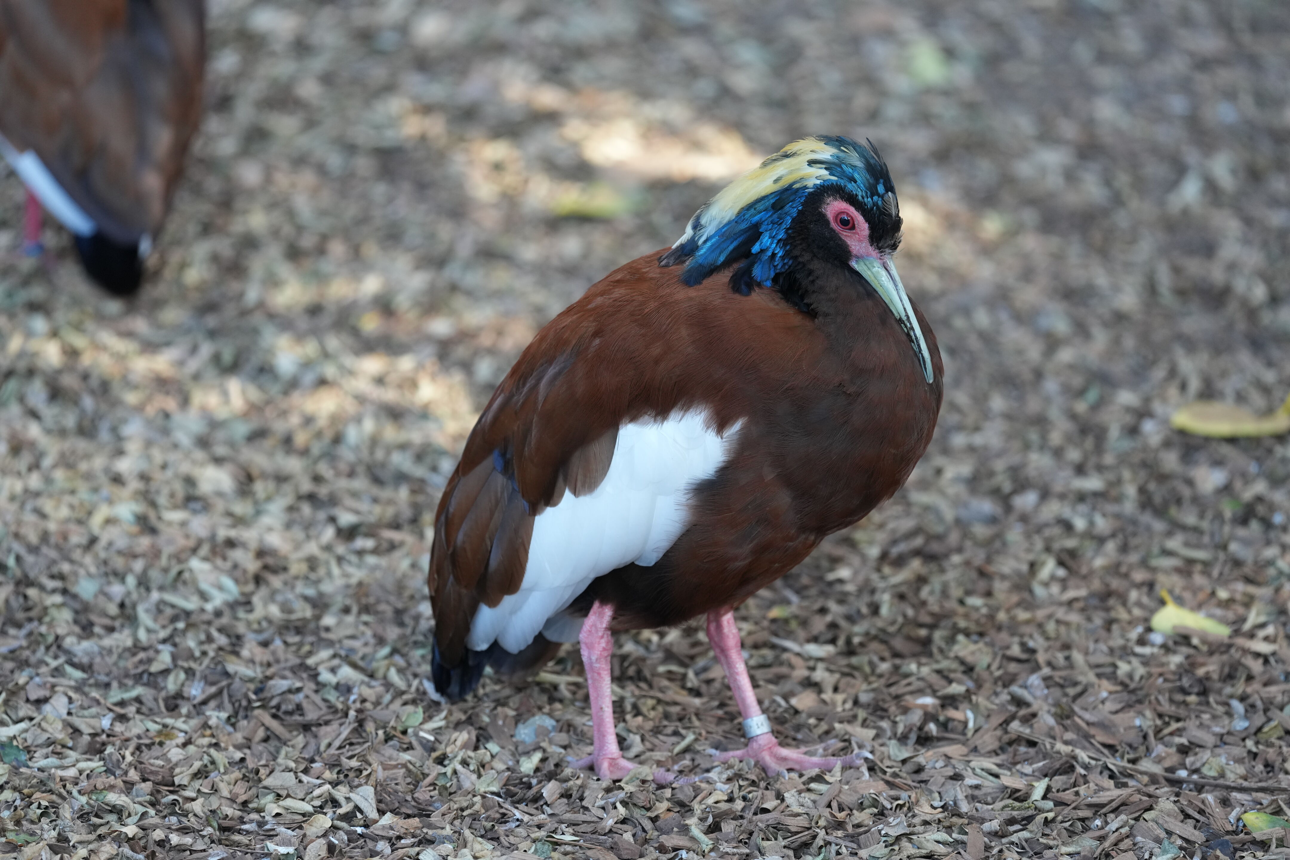 San Francisco Zoo and Gardens