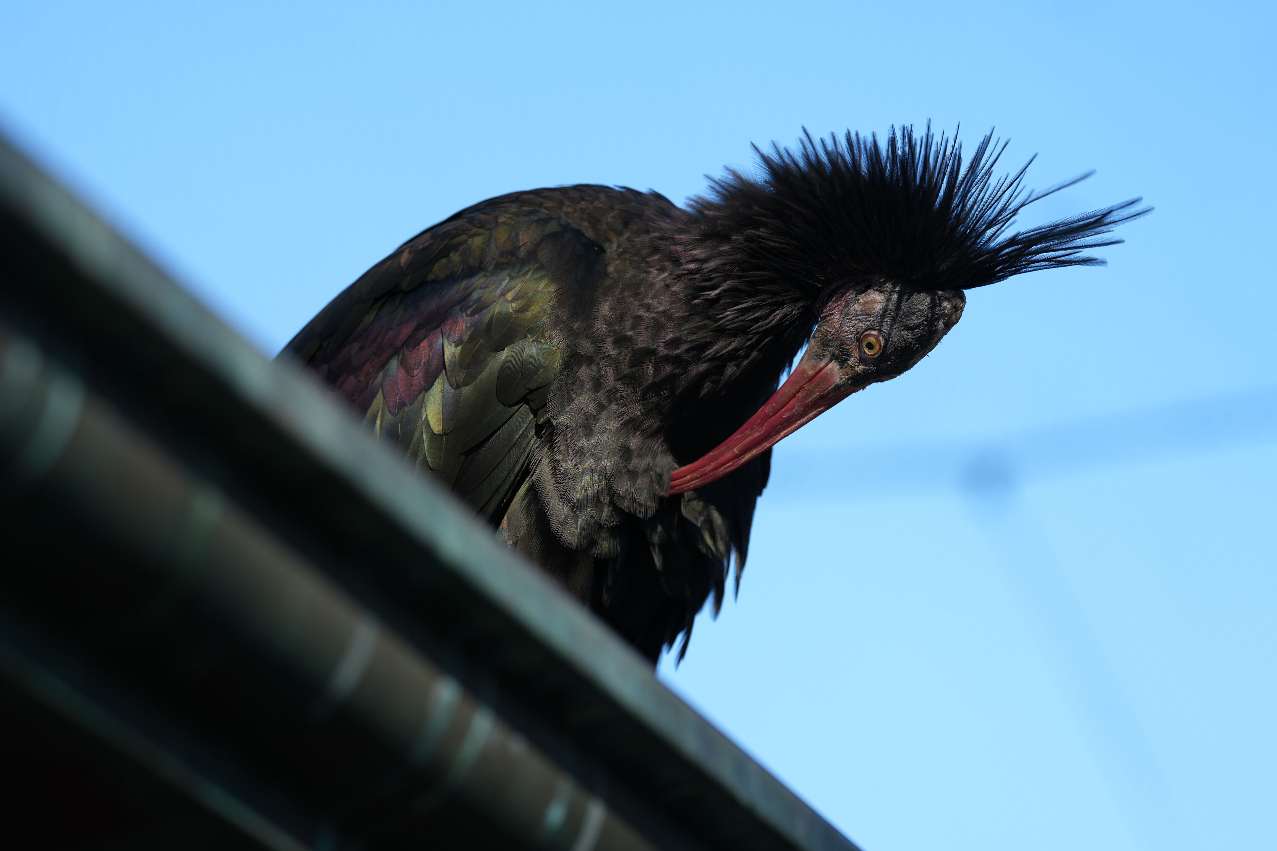 San Francisco Zoo and Gardens