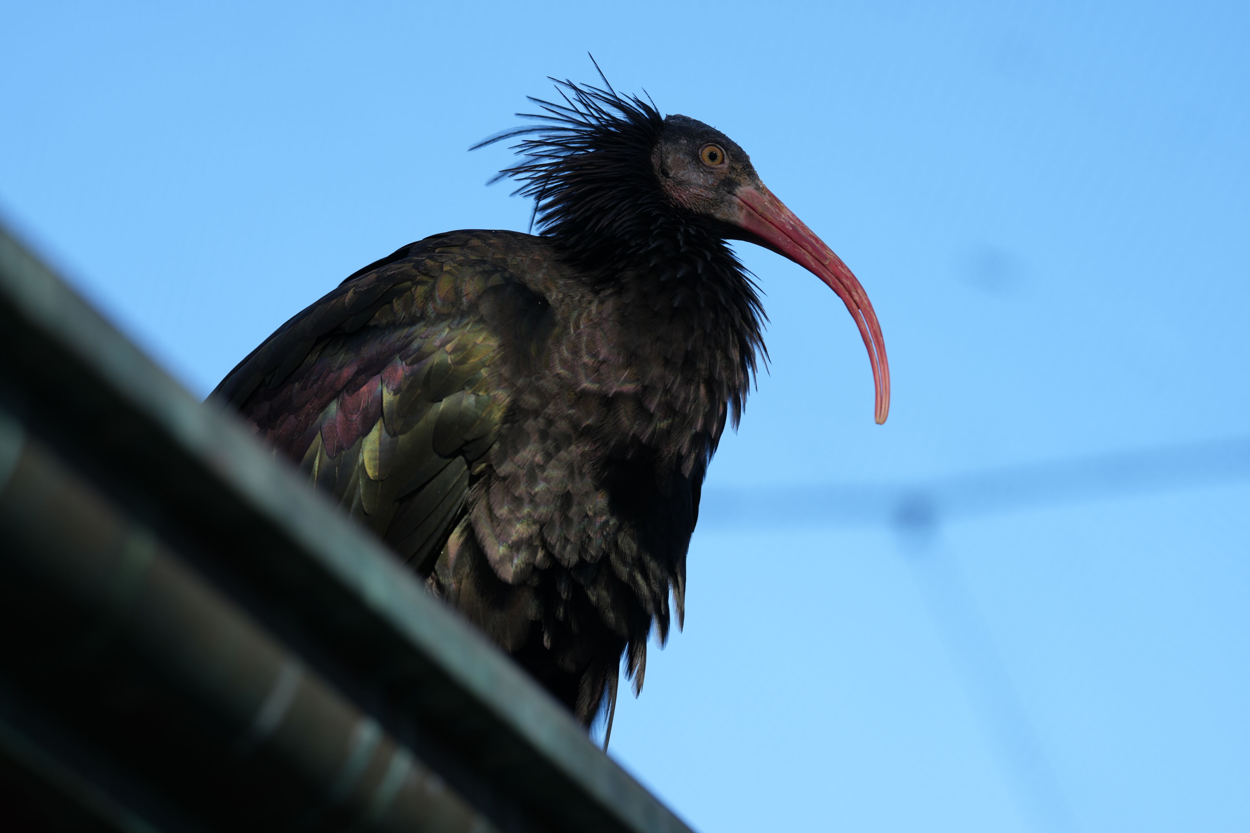 San Francisco Zoo and Gardens