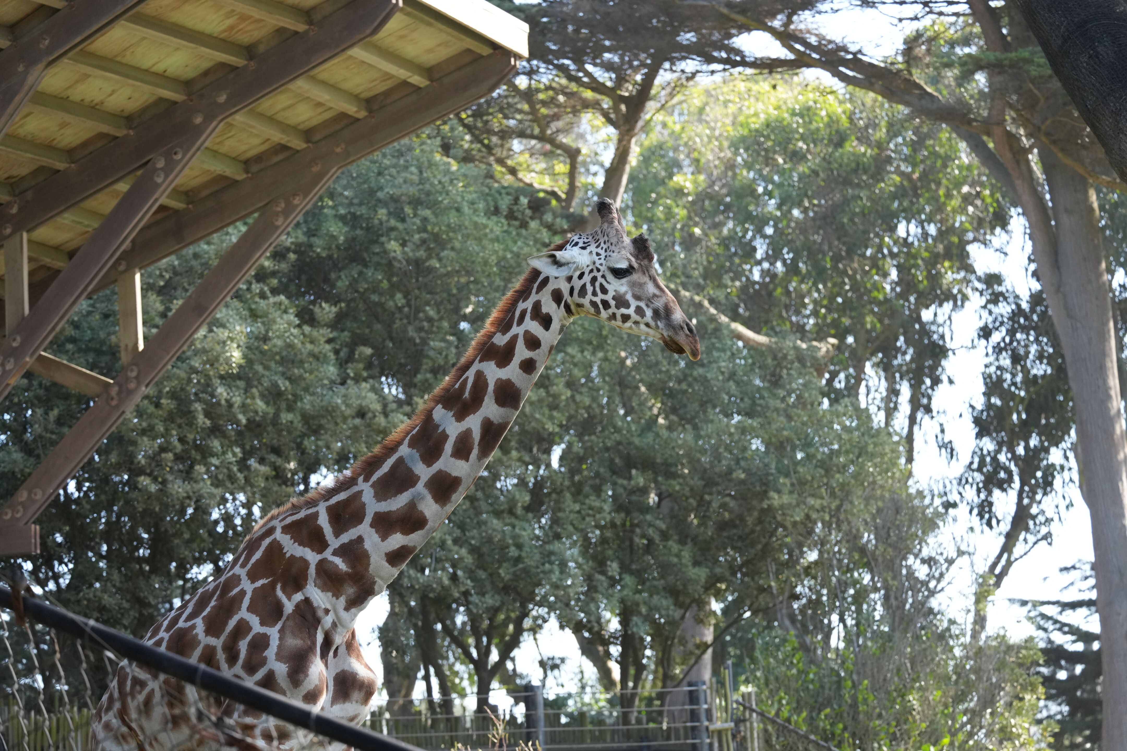 San Francisco Zoo and Gardens