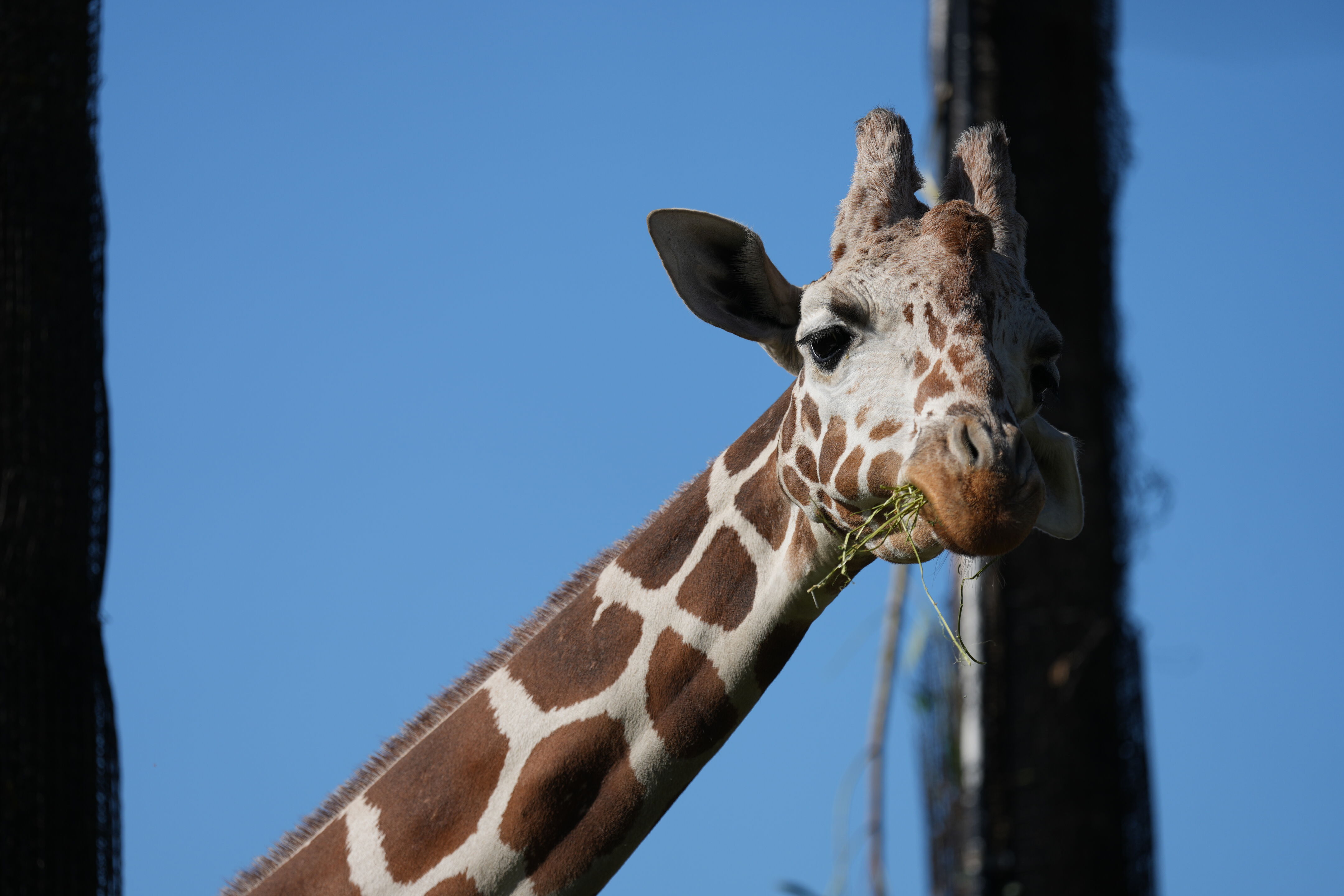 San Francisco Zoo and Gardens