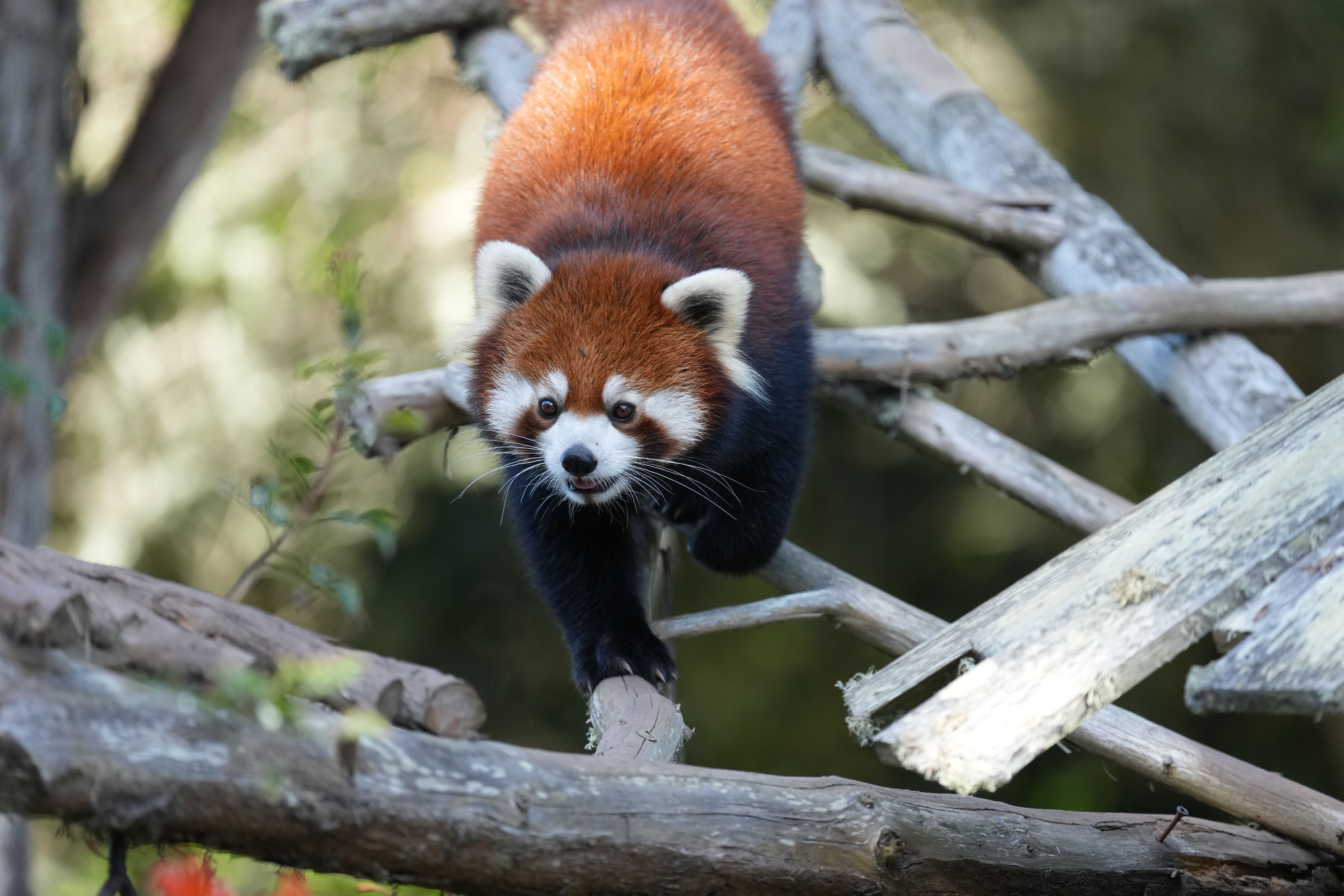 San Francisco Zoo and Gardens