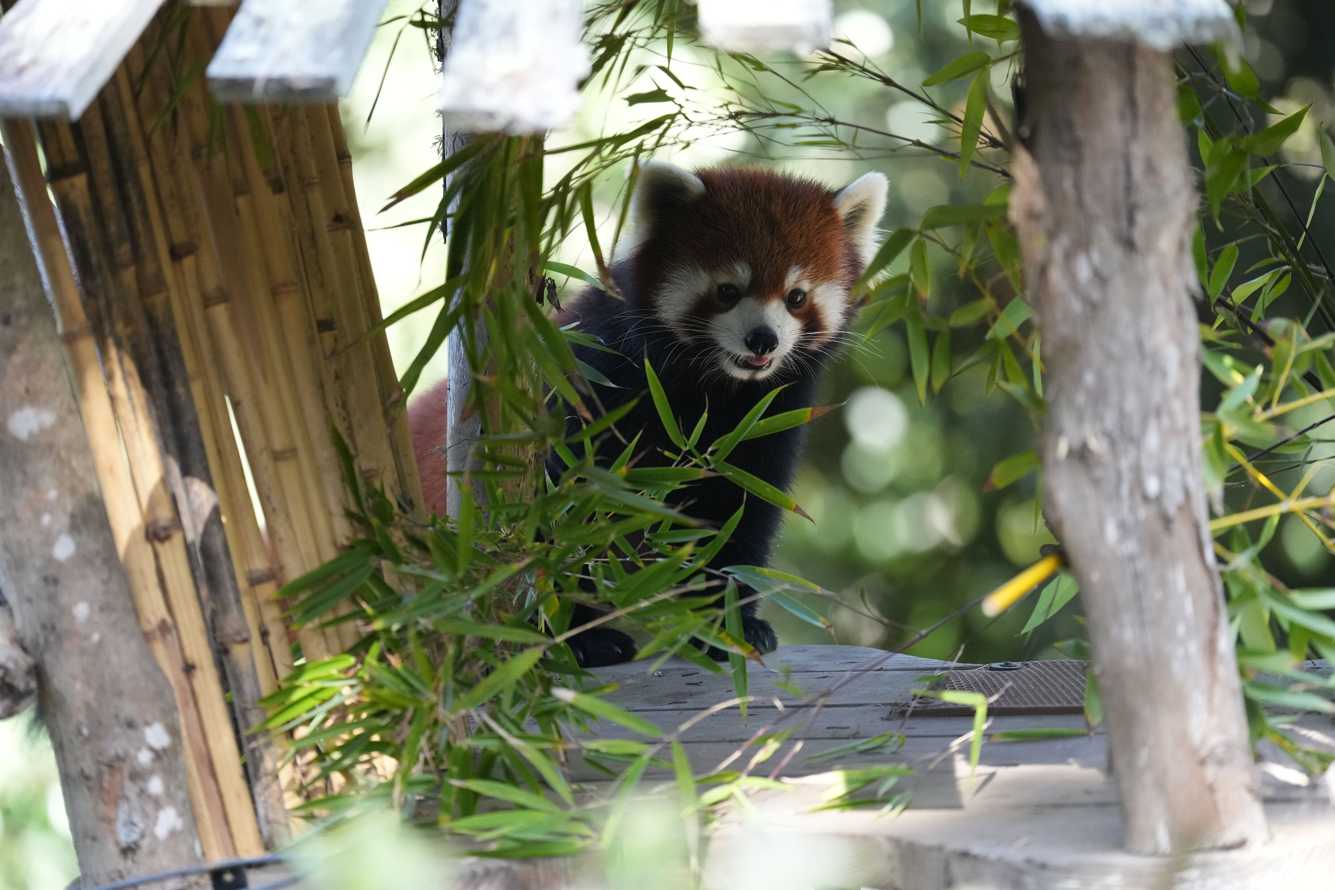 San Francisco Zoo and Gardens