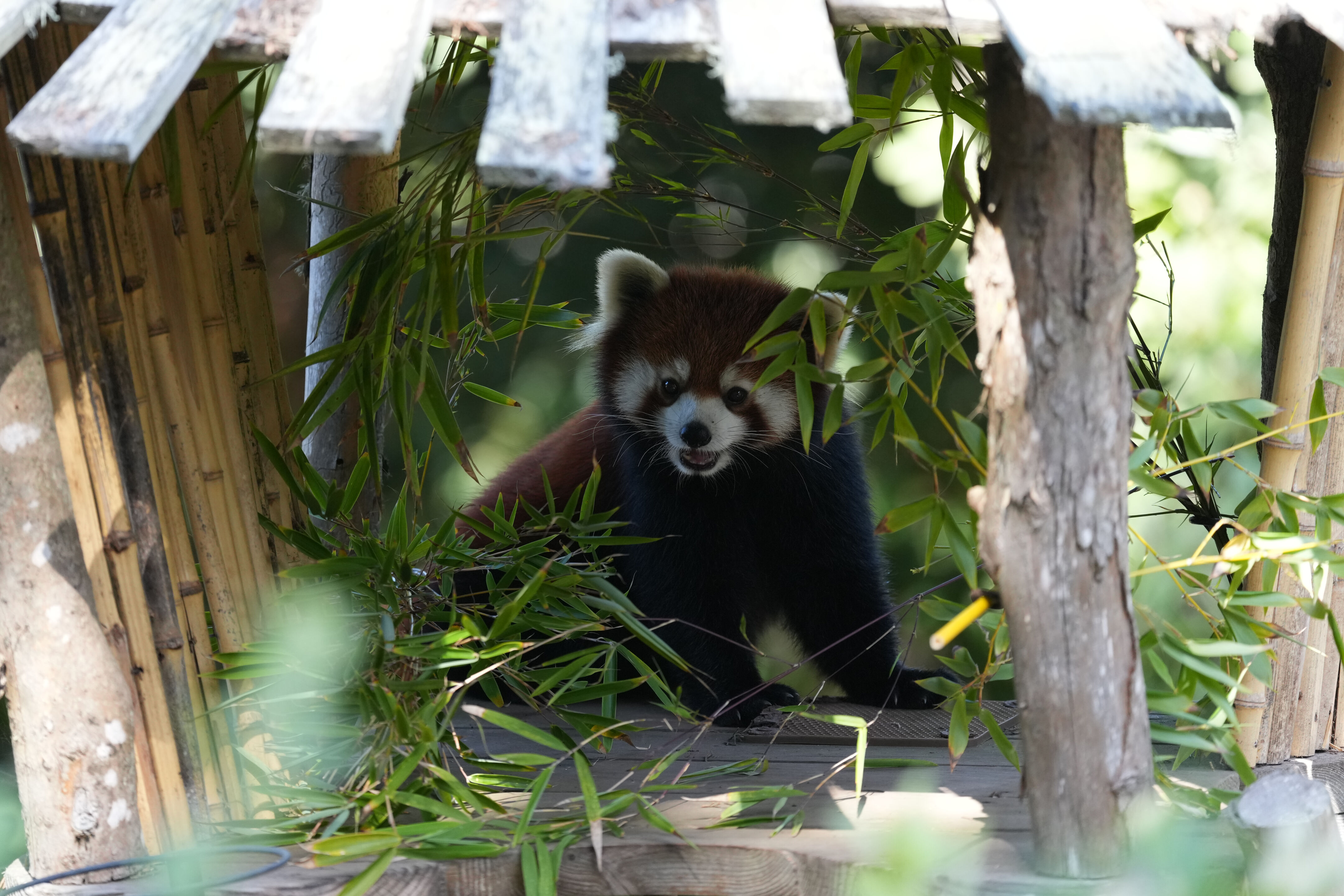 San Francisco Zoo and Gardens