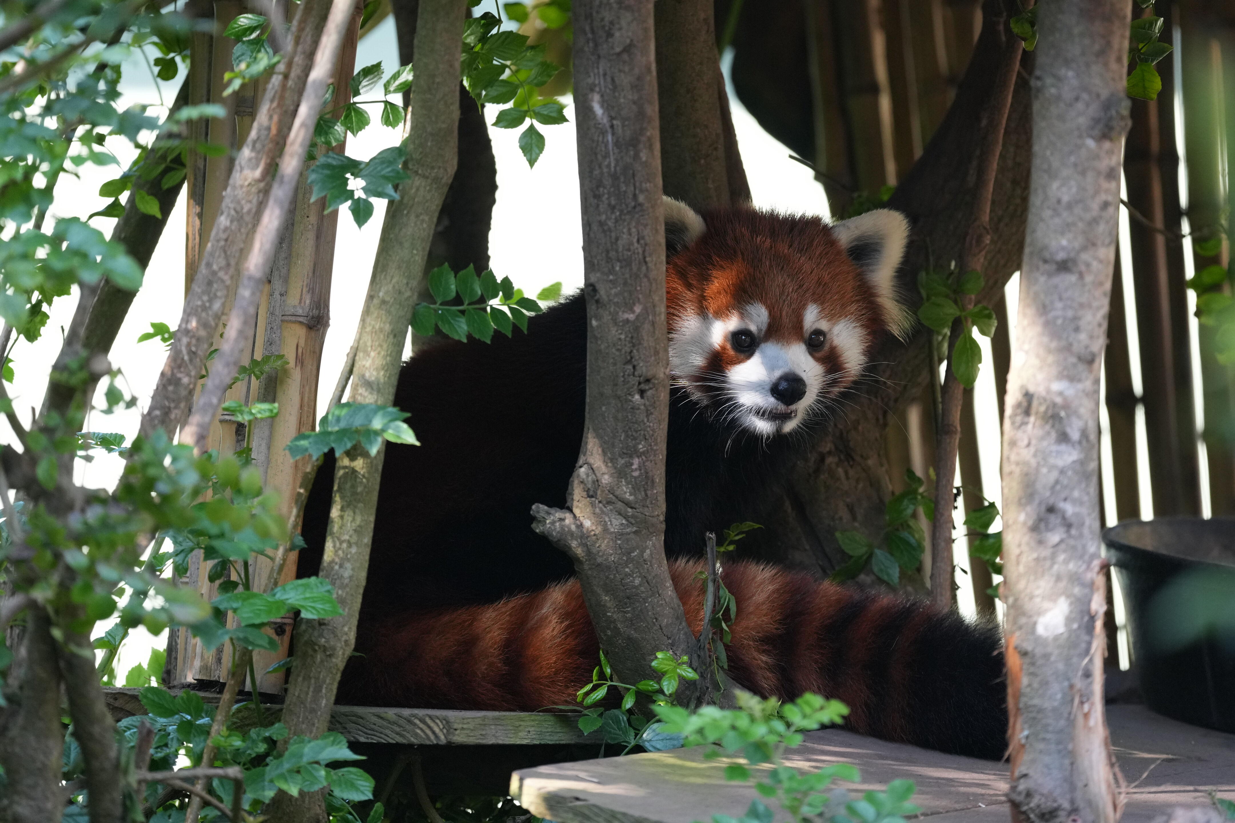 San Francisco Zoo and Gardens