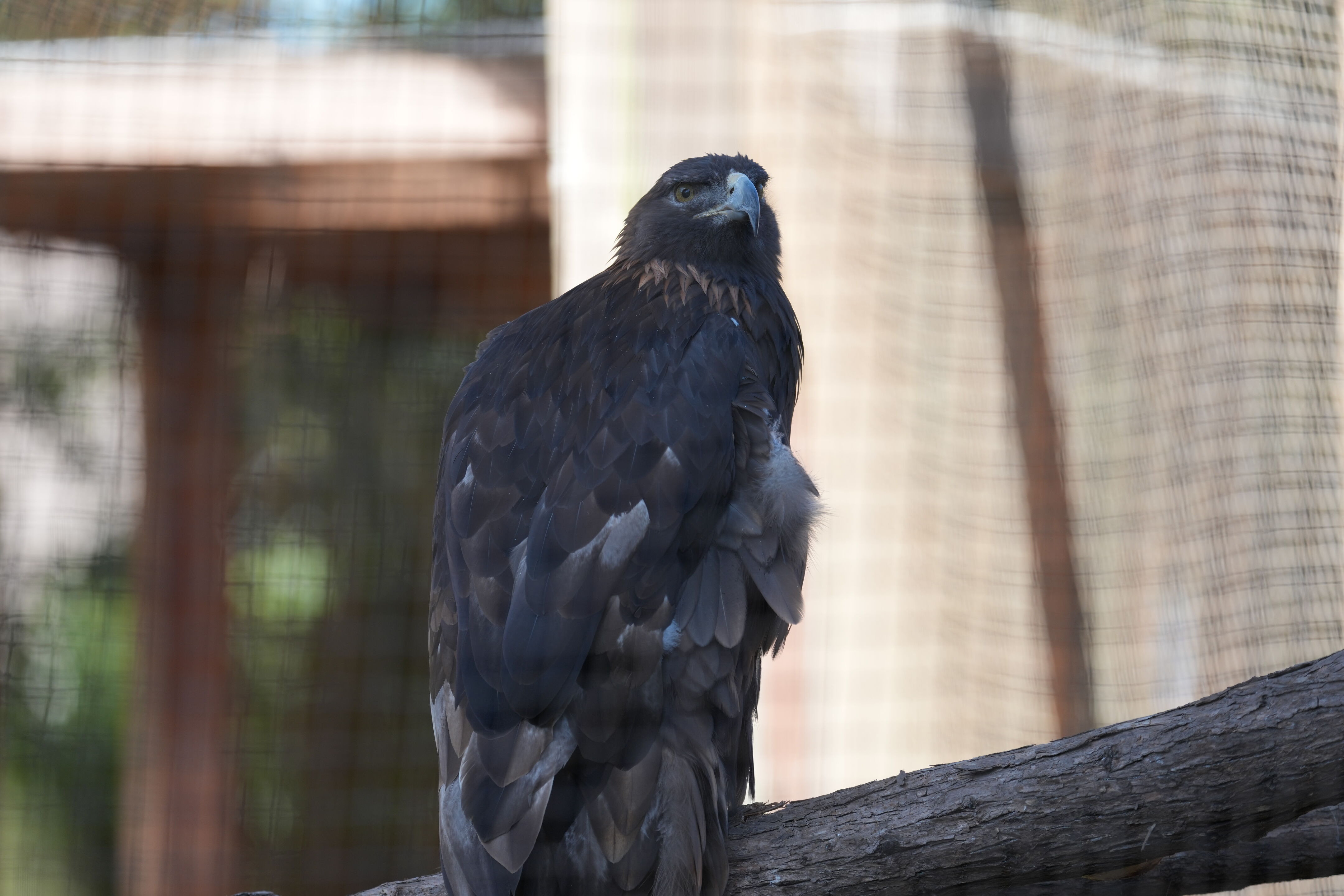 San Francisco Zoo and Gardens