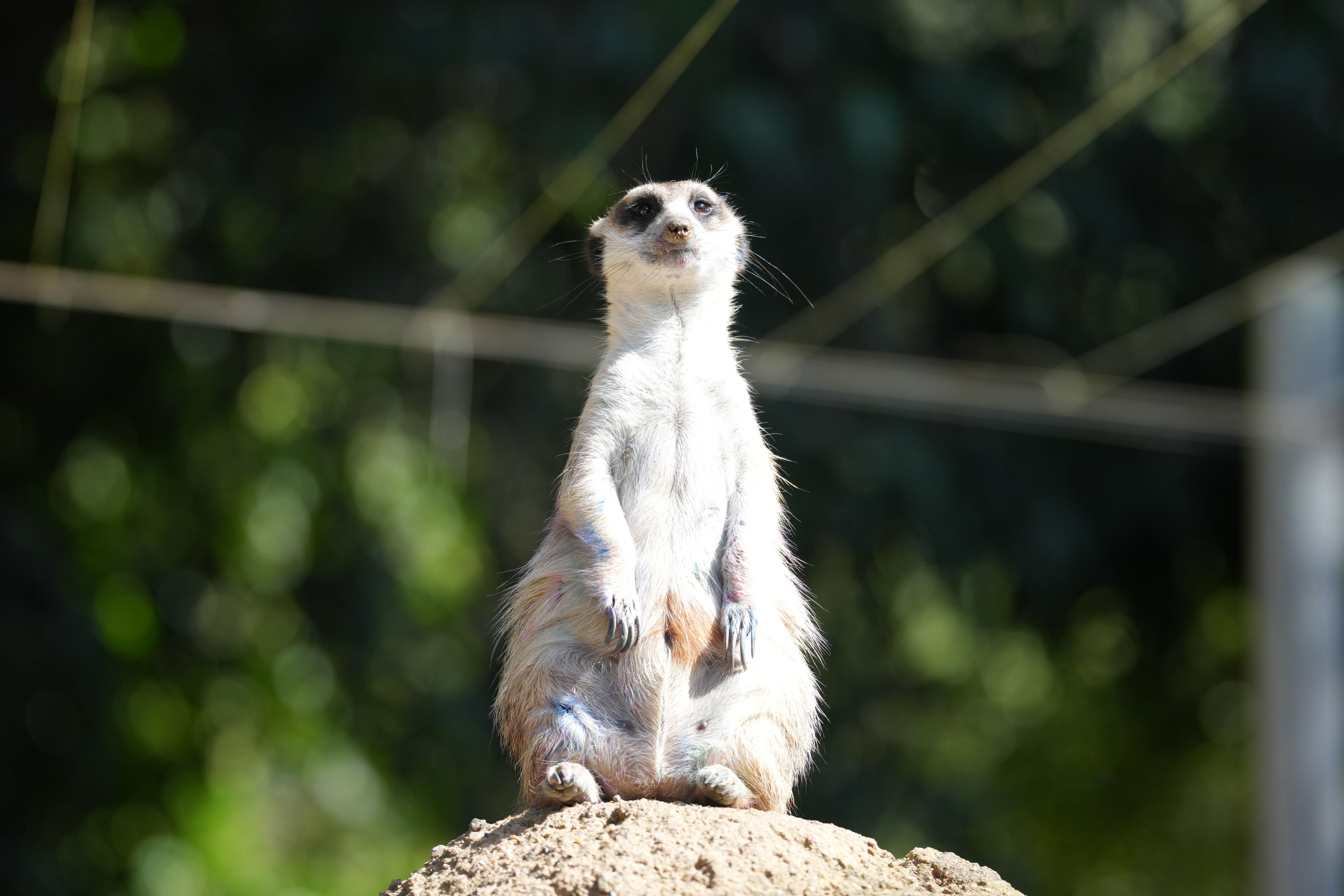 San Francisco Zoo and Gardens