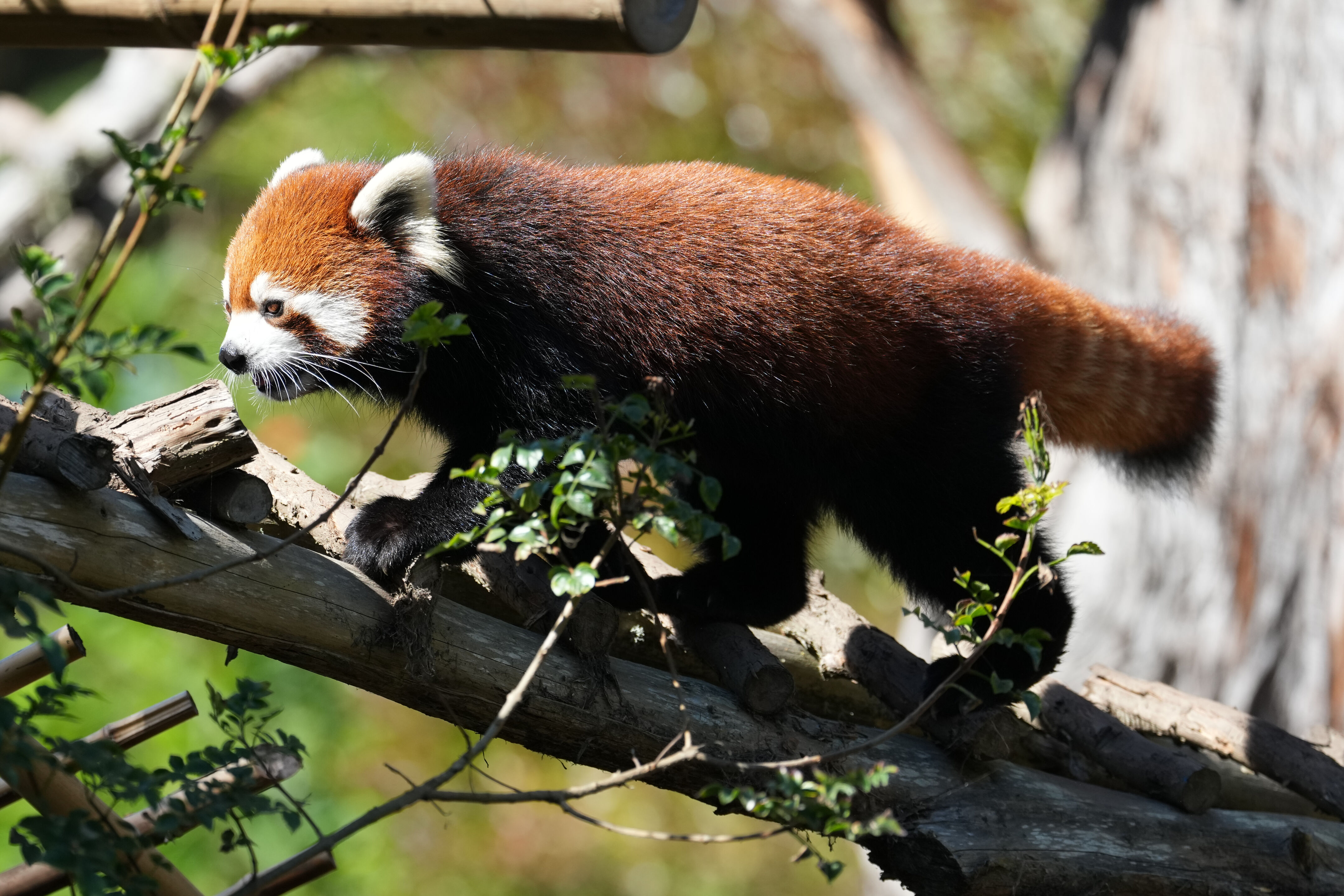 San Francisco Zoo and Gardens