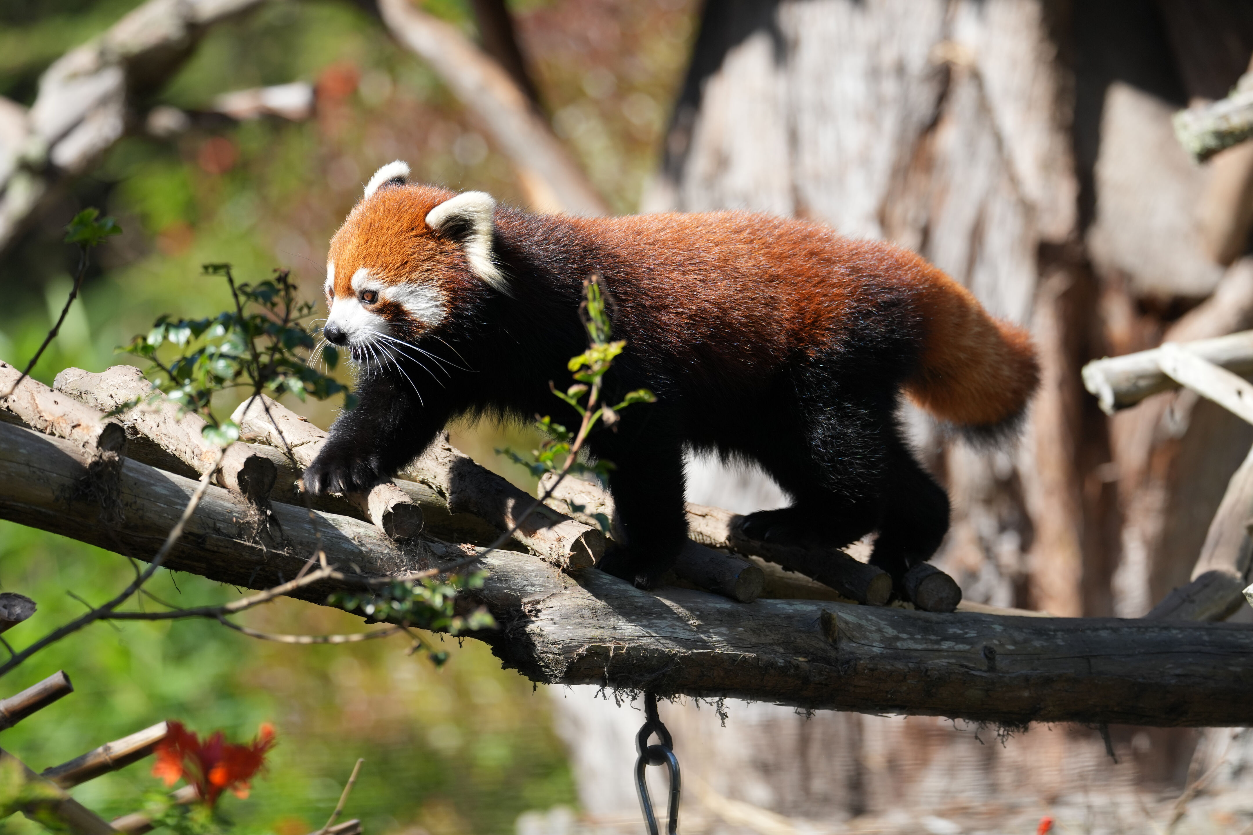 San Francisco Zoo and Gardens