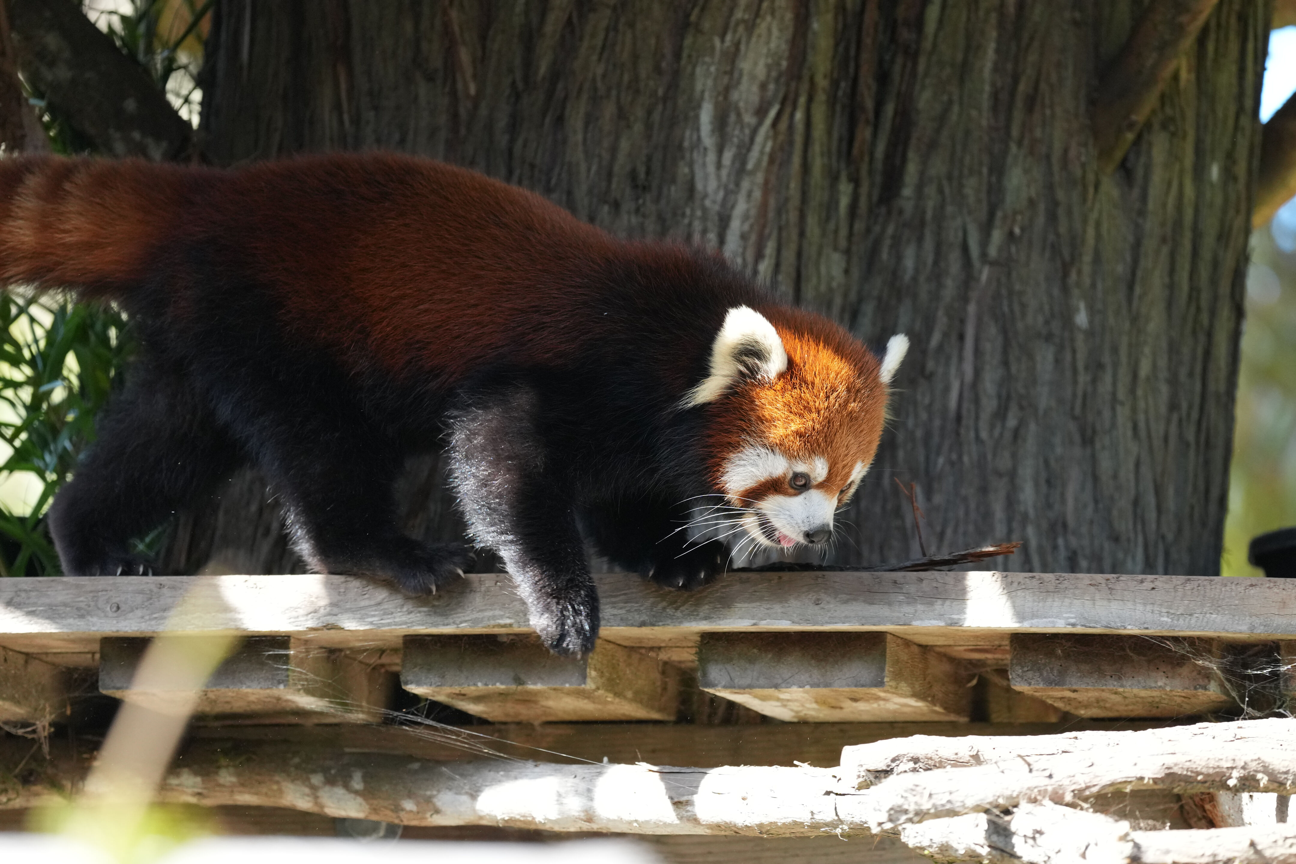 San Francisco Zoo and Gardens